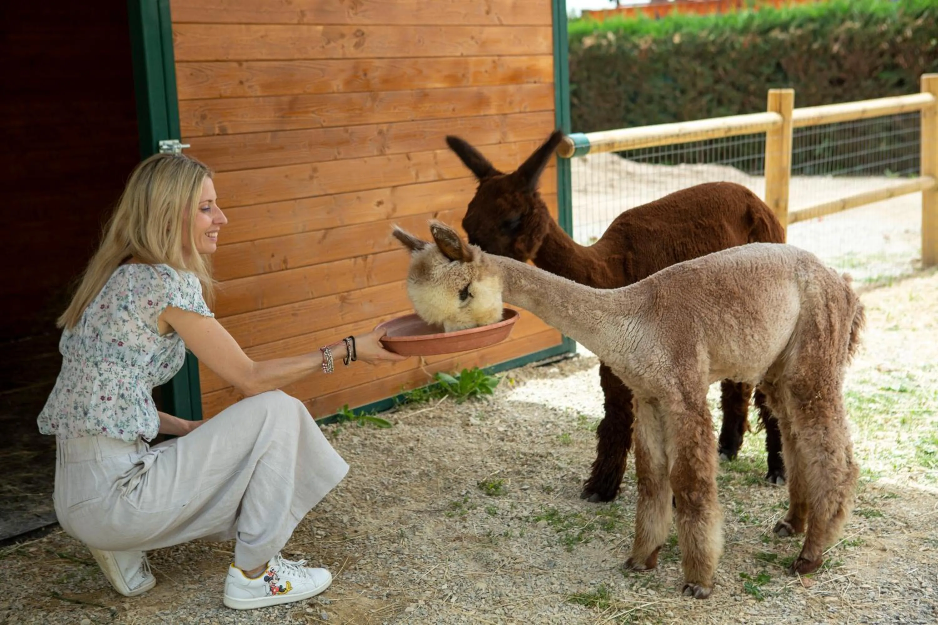 Other Animals in Hotel Le Capanne