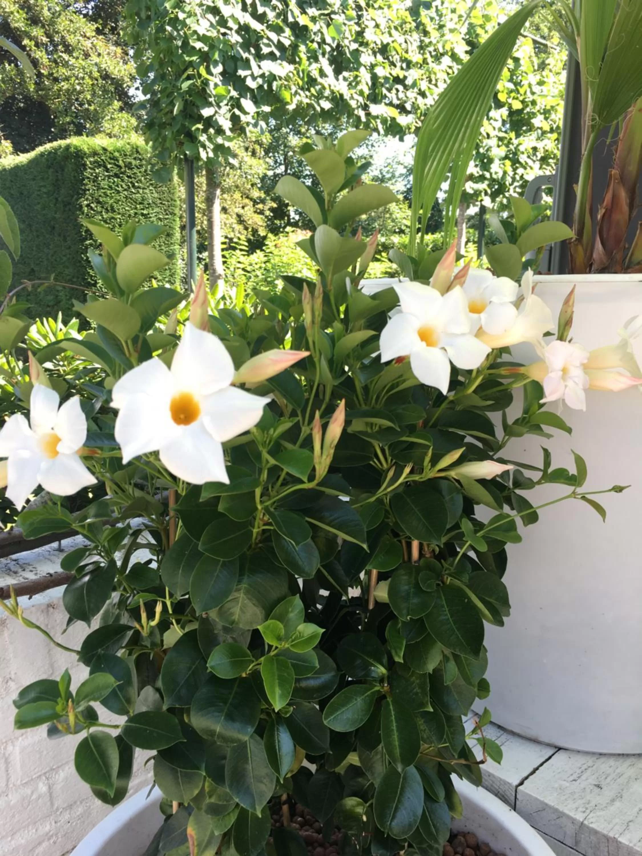 De Tuinkamer-----Privé diner op de kamer mogelijk!!!