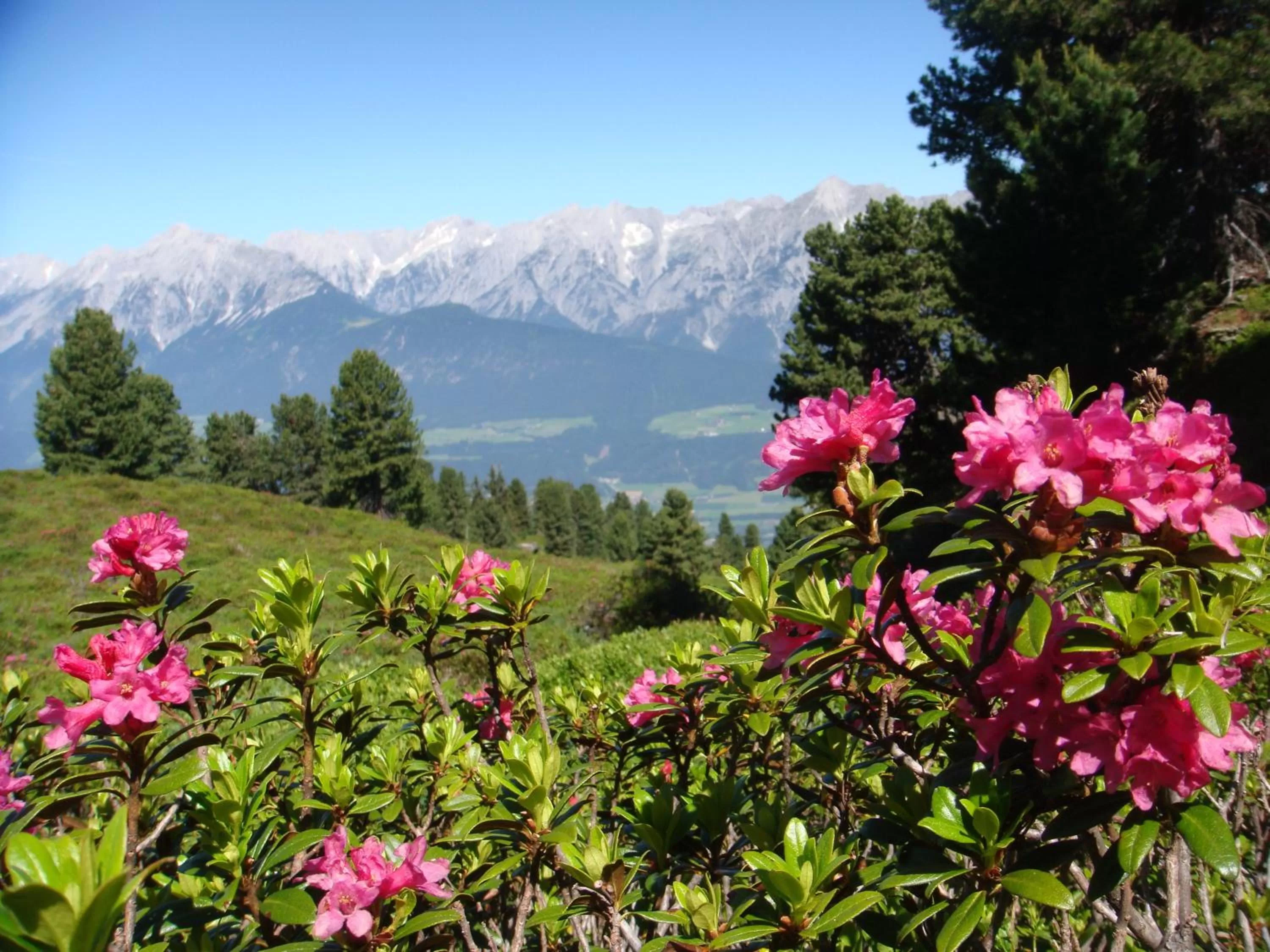 Area and facilities in Hotel Garni Regina