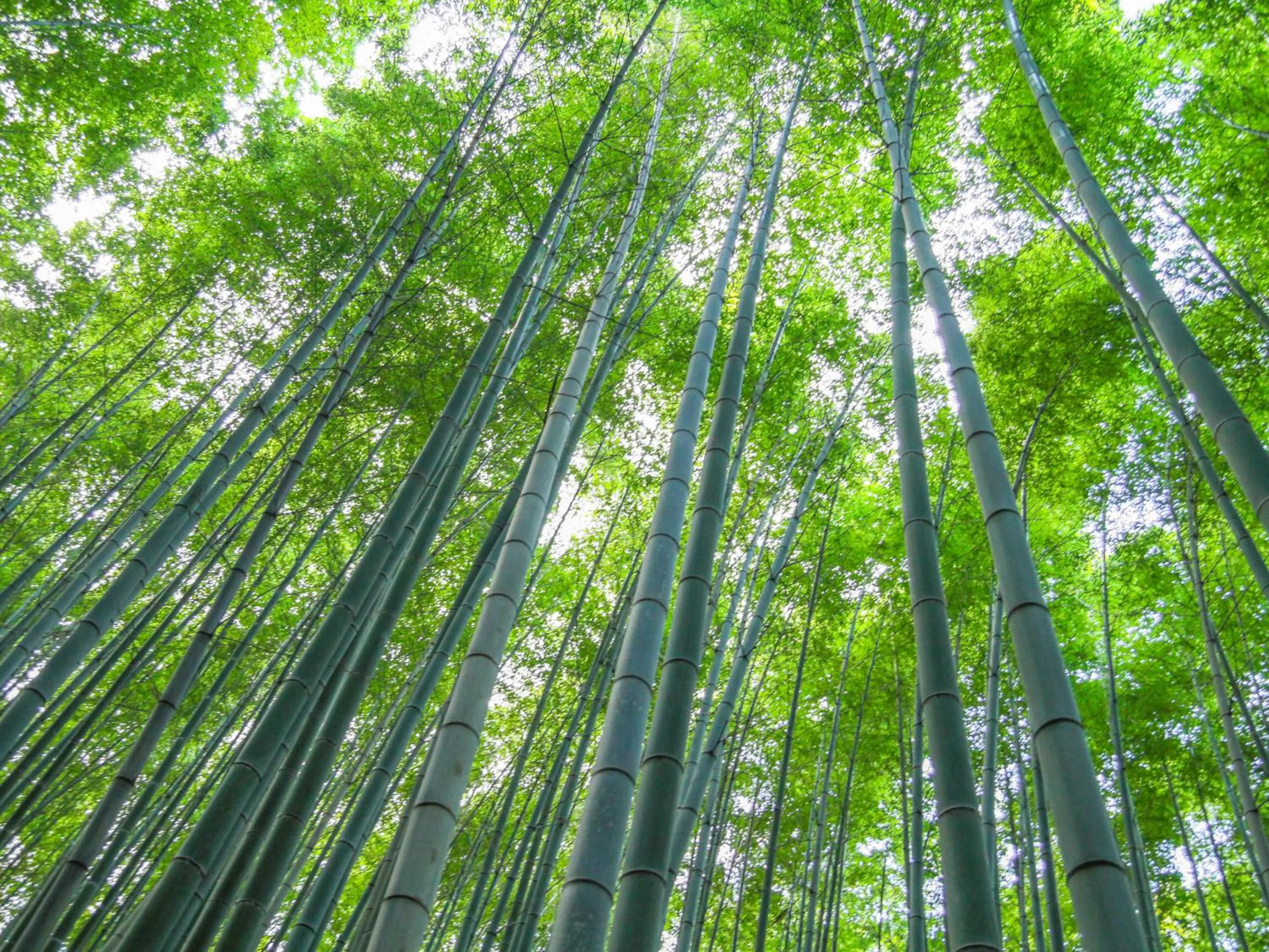 Nearby landmark in KOKO HOTEL Higashiosaka - formerly Hotel Wing International Select Higashi Osaka