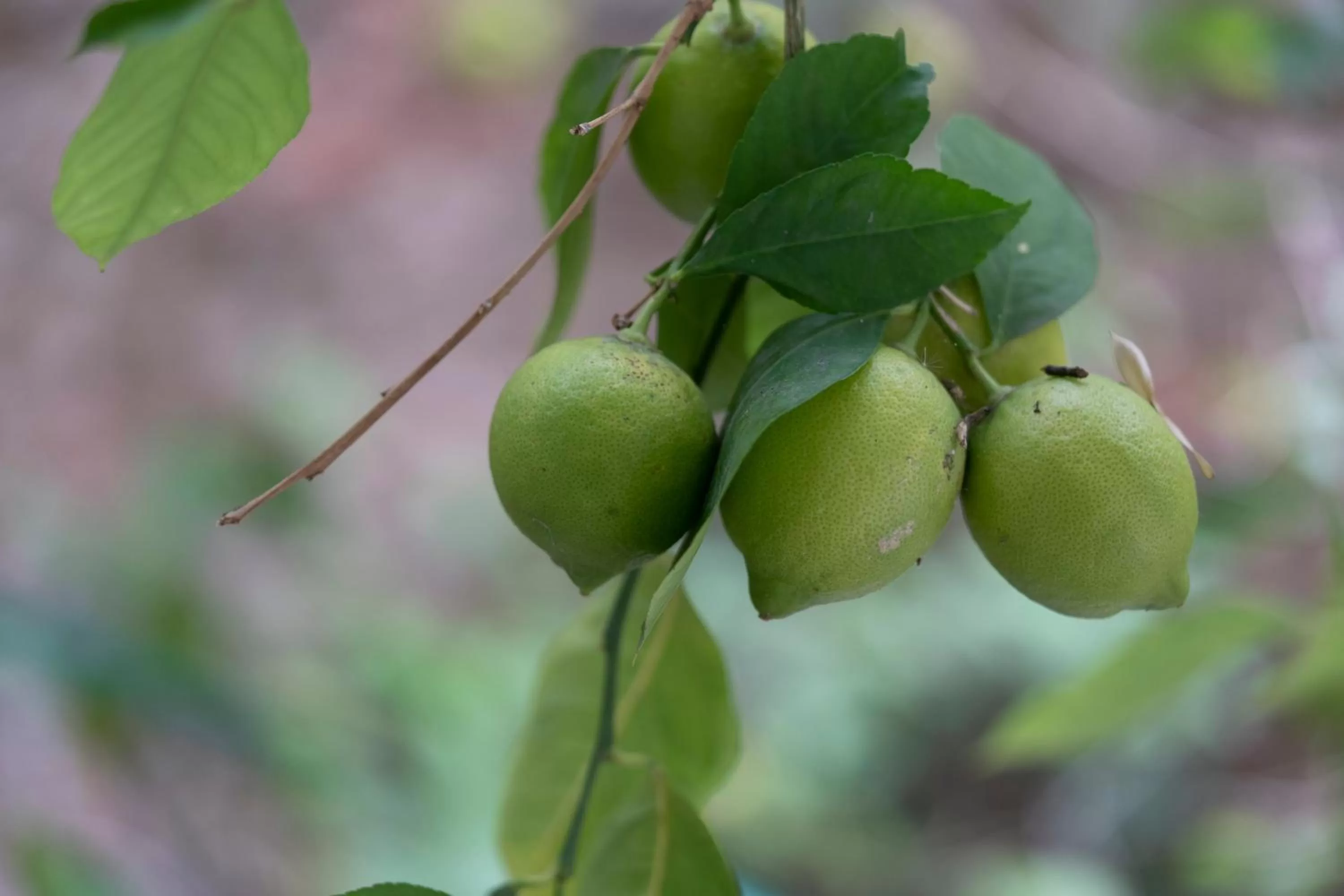 Day in Lamda Vintage Appartment