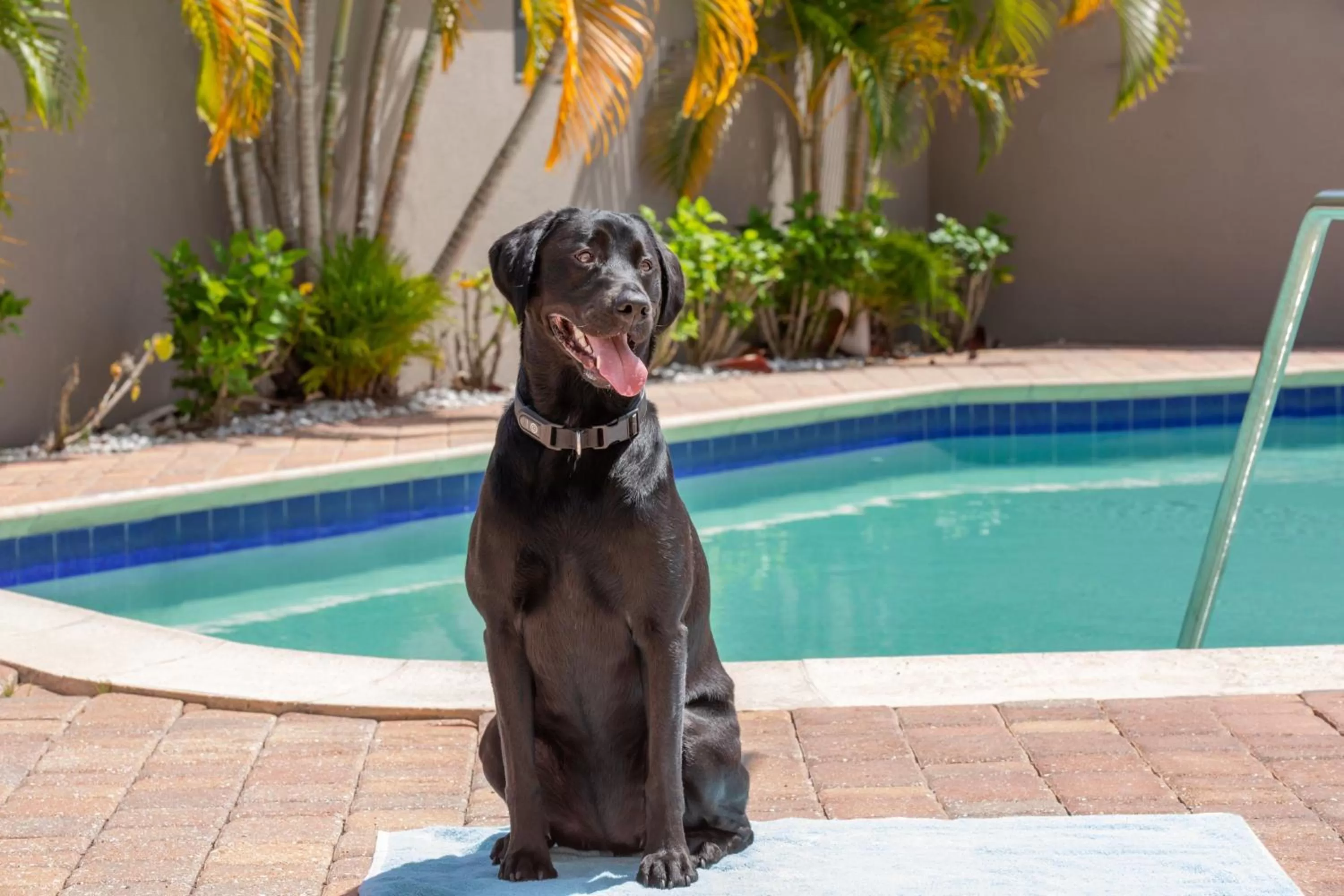 Swimming pool in Residence Inn Tampa Oldsmar