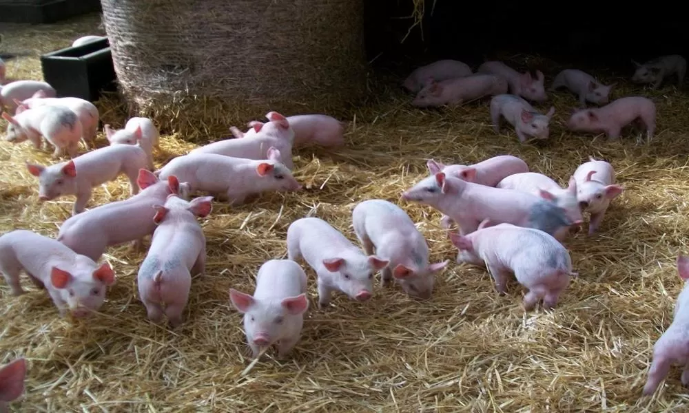 Other, Other Animals in Lily Hill Farm