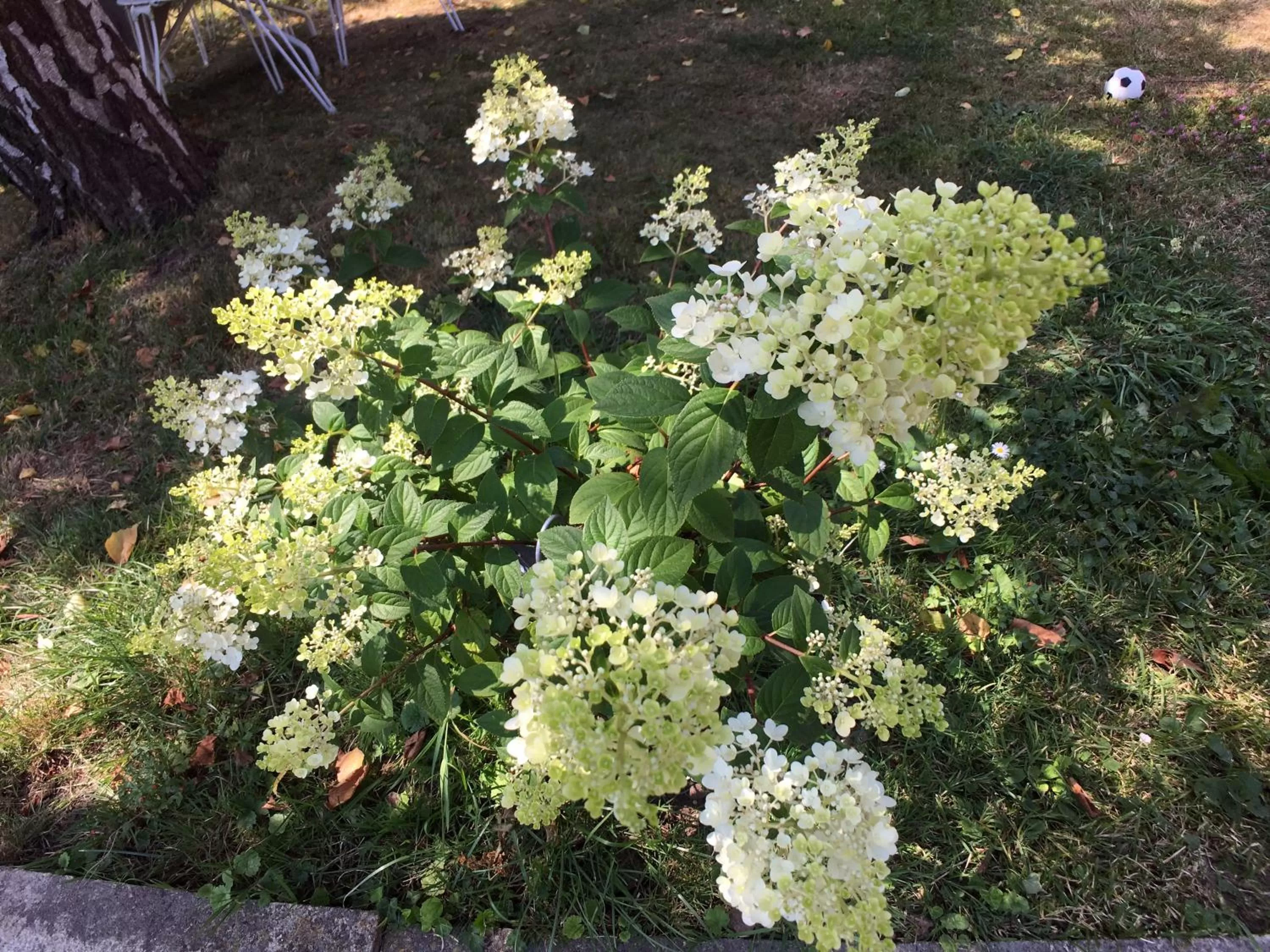 Garden view in La Romance et la Romanesque