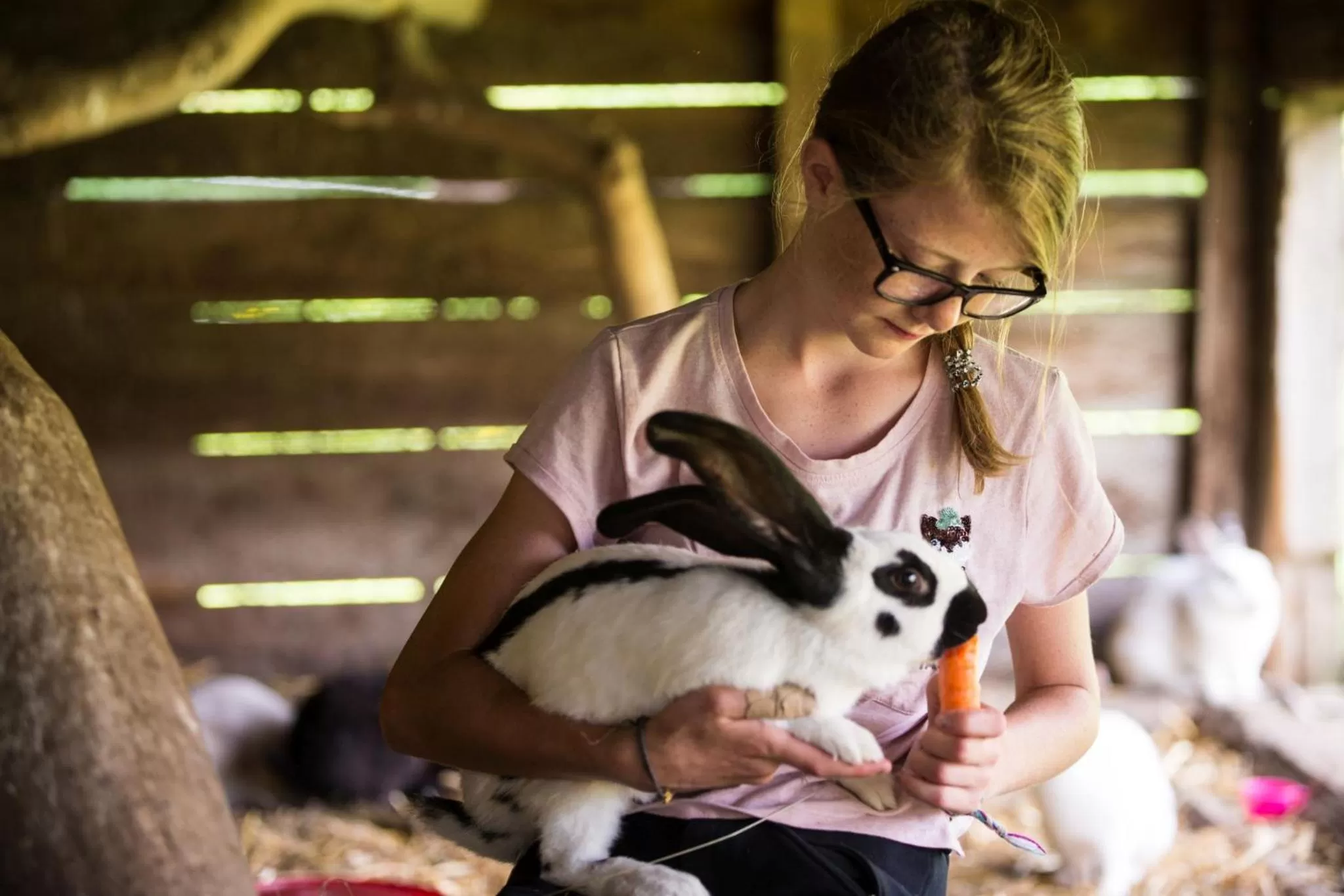 Animals in Seiterhof