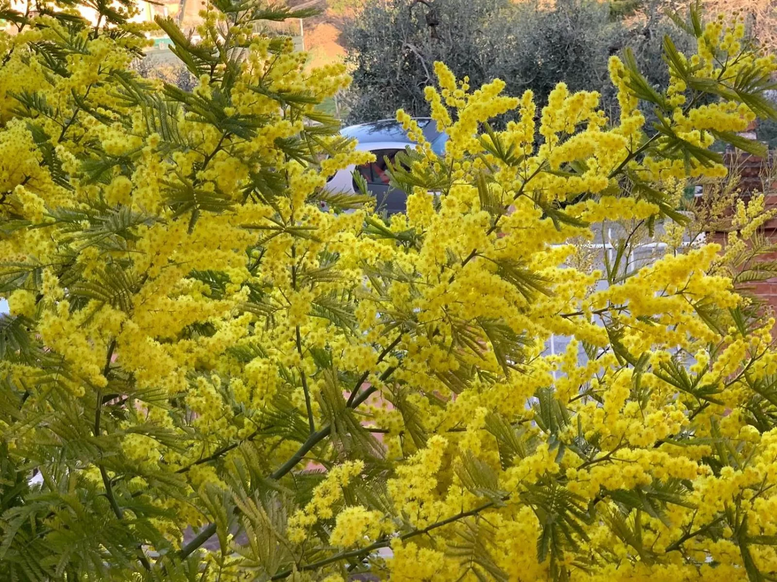 Natural landscape in Borgo al Sole by Garda Facilities