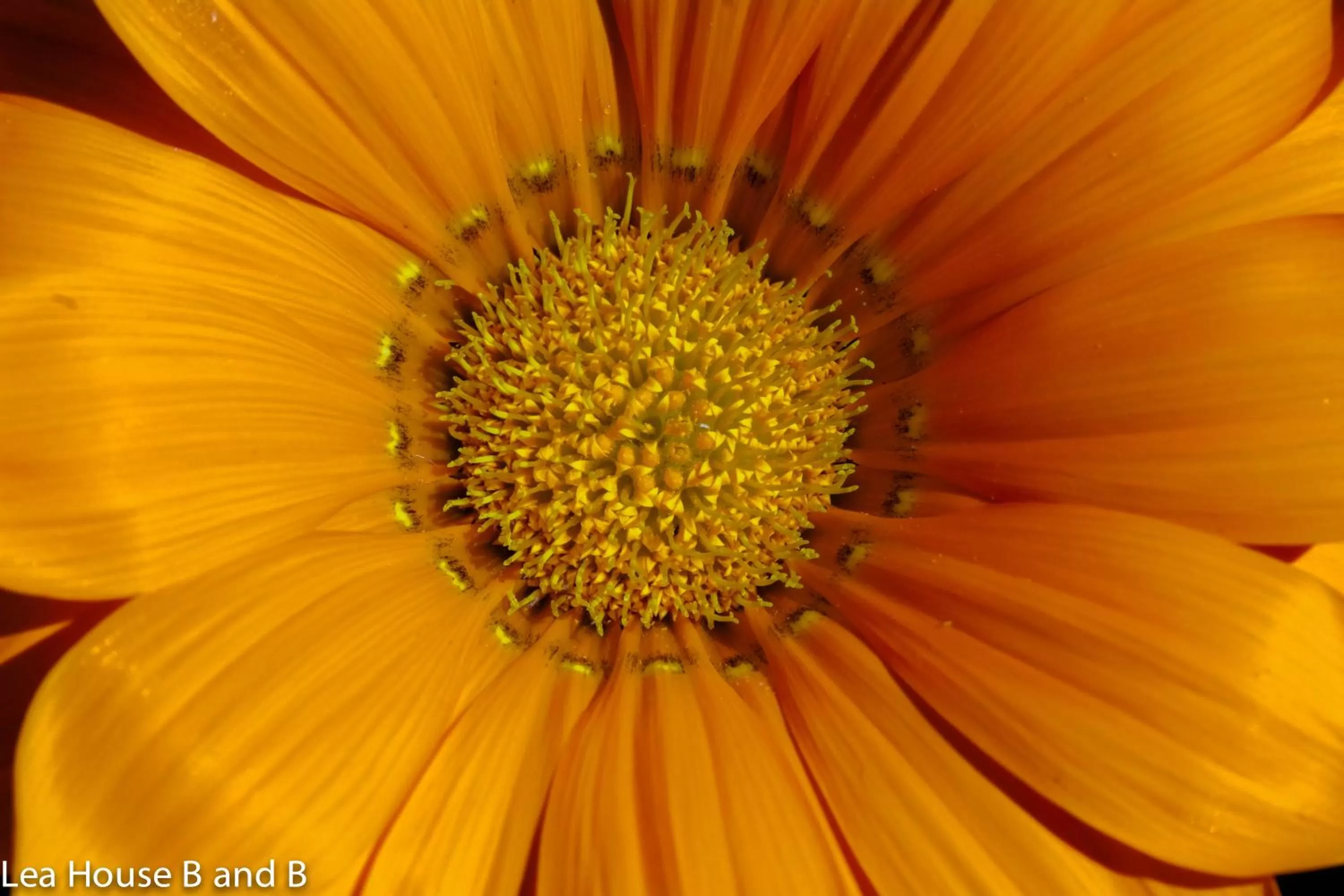 Garden in Lea House Bed and Breakfast