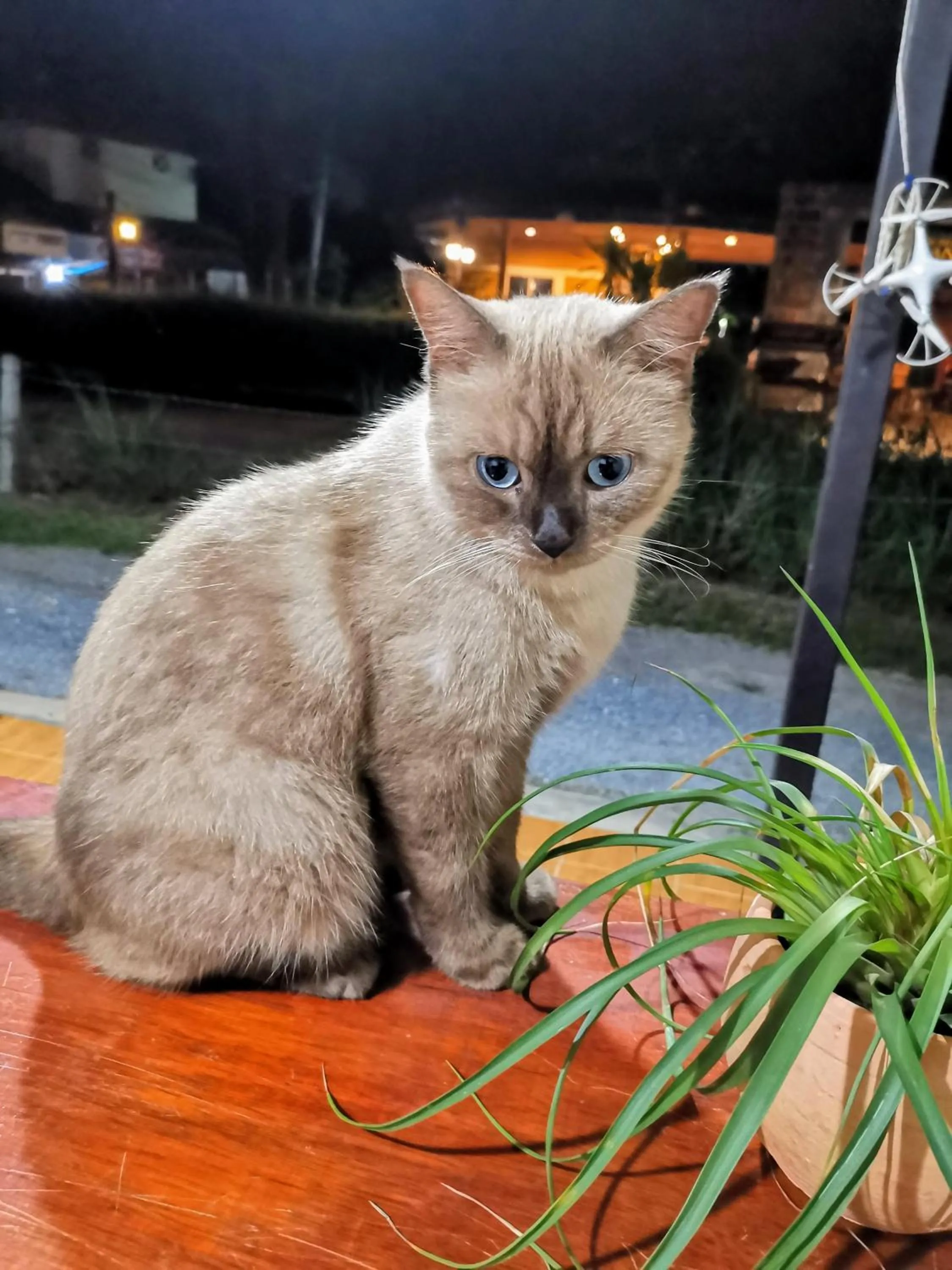 Pets in SER-EN-DIP-I-TY - SHA Extra Plus