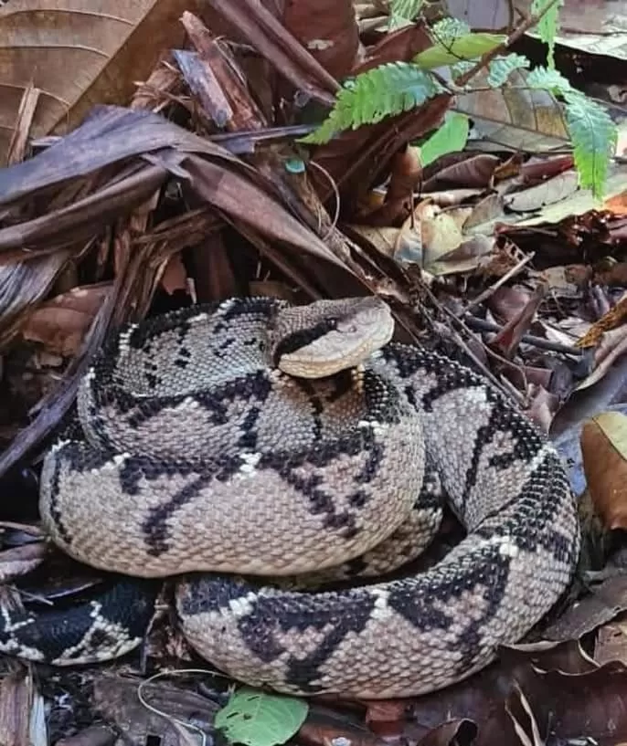Animals in Iguanitas Lodge