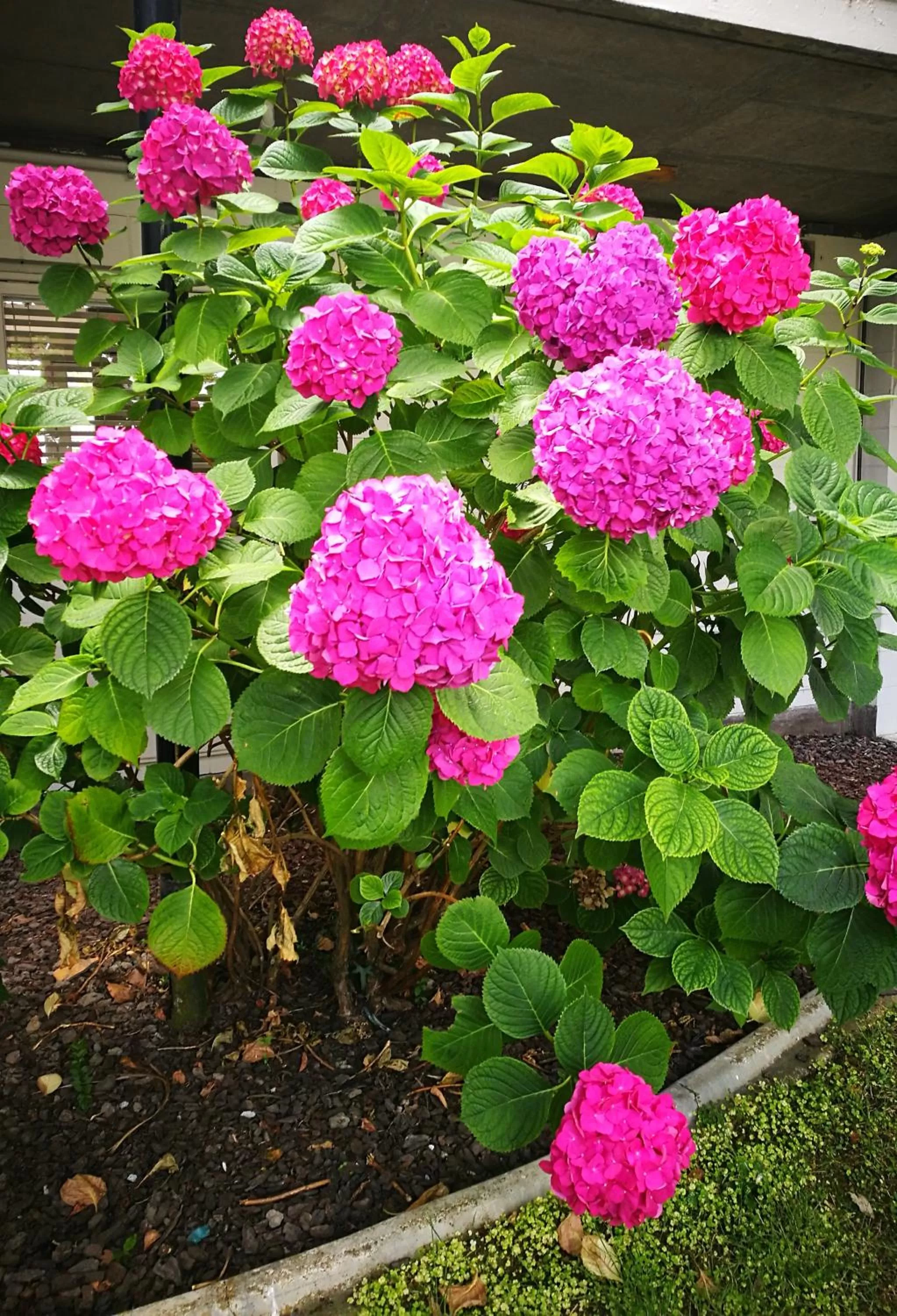 Garden view in Belmont Motor Inn
