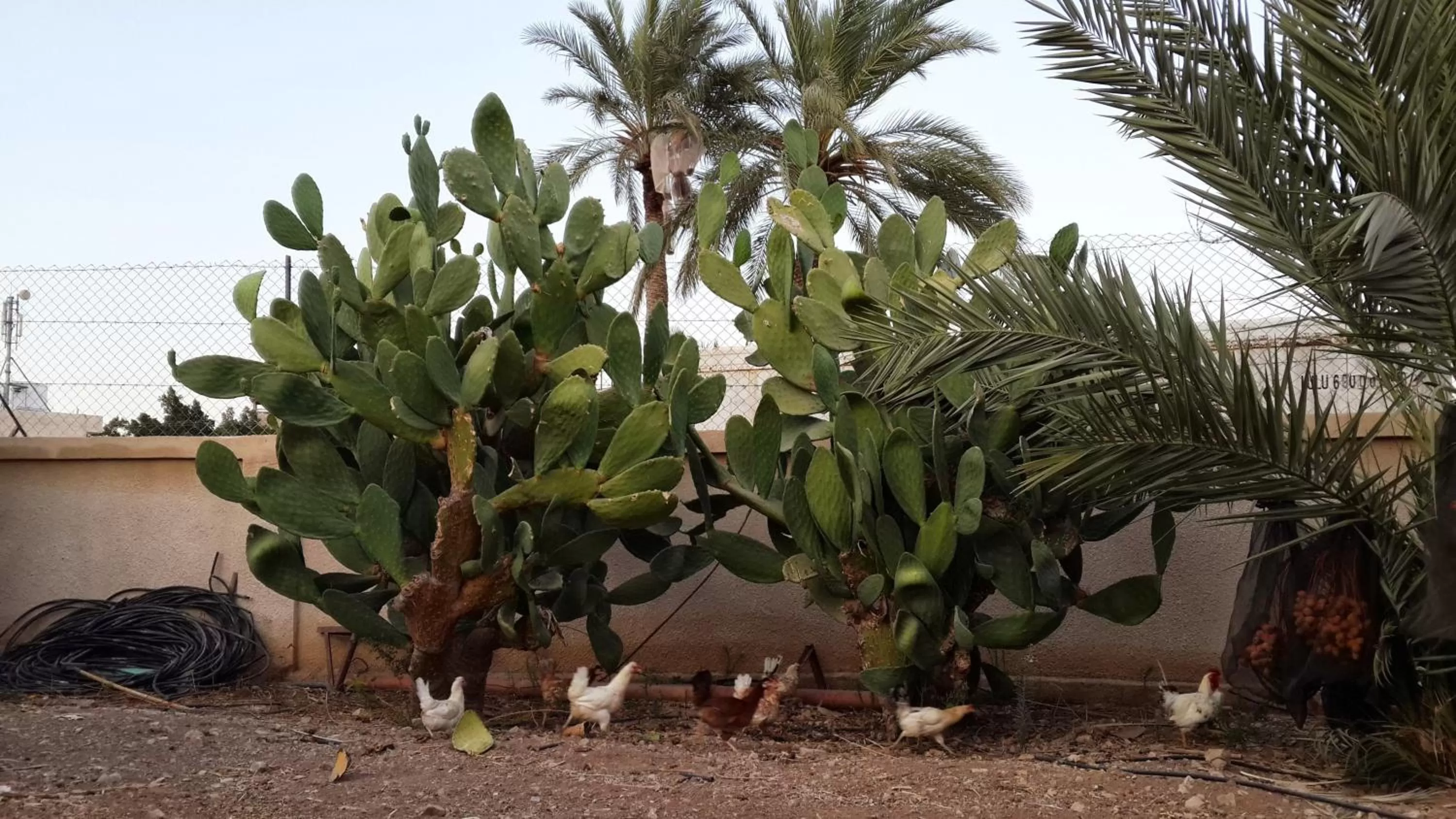 Garden in Auberg-Inn Guesthouse