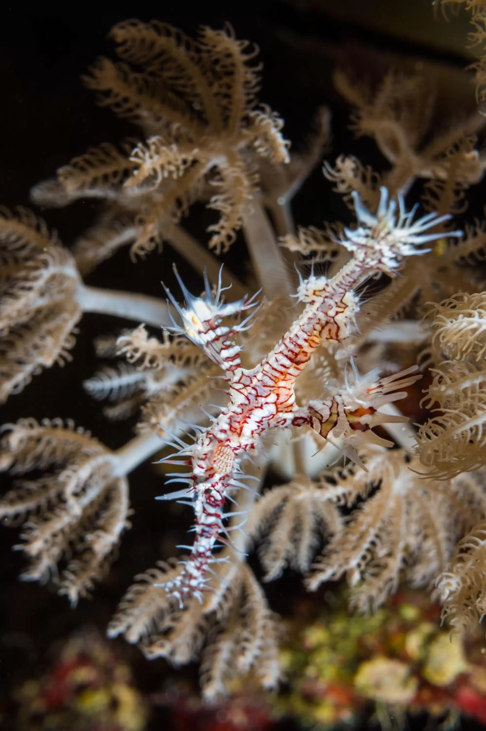 Snorkeling in Coral Sun Beach