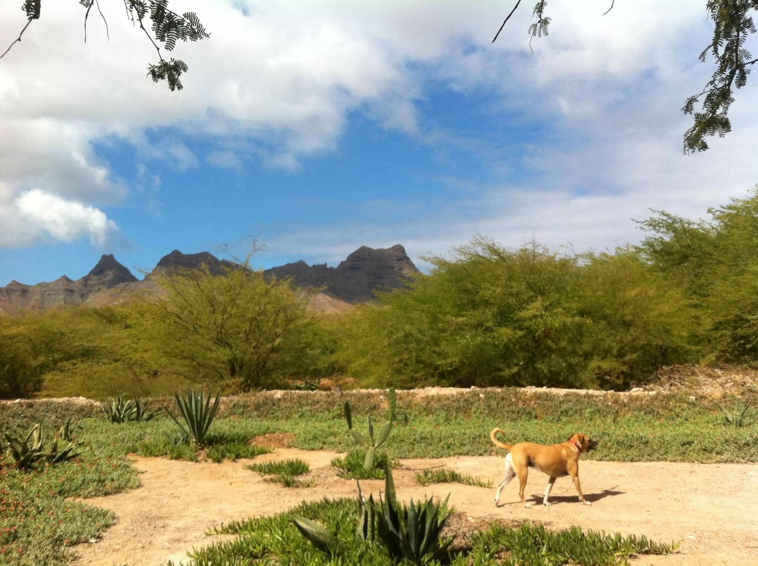 Natural landscape in Villa Morabeza Guest House