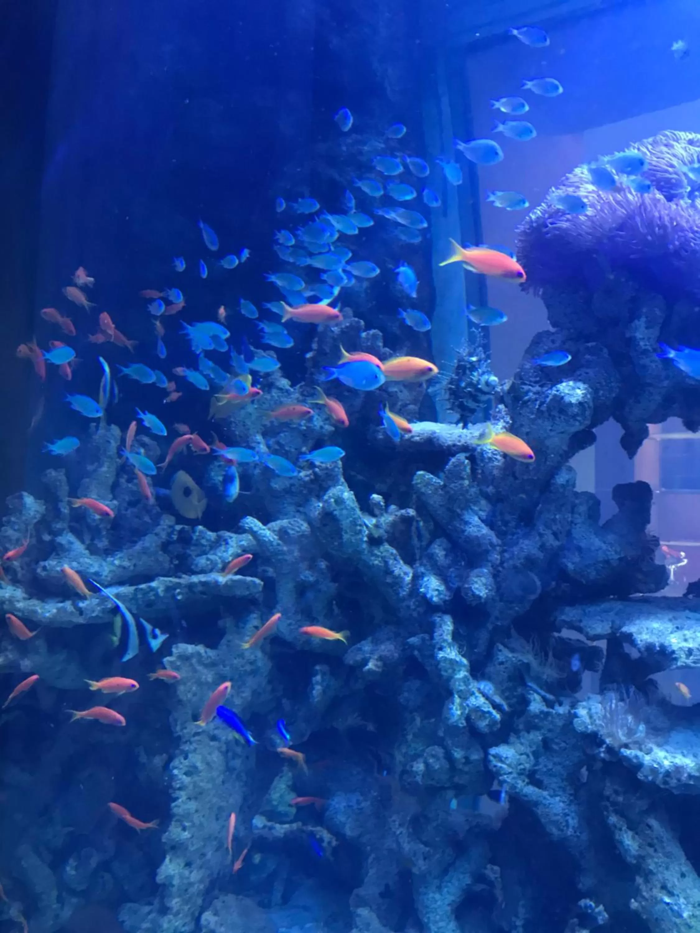 Animals in V20 Boutique Jacuzzi Hotel