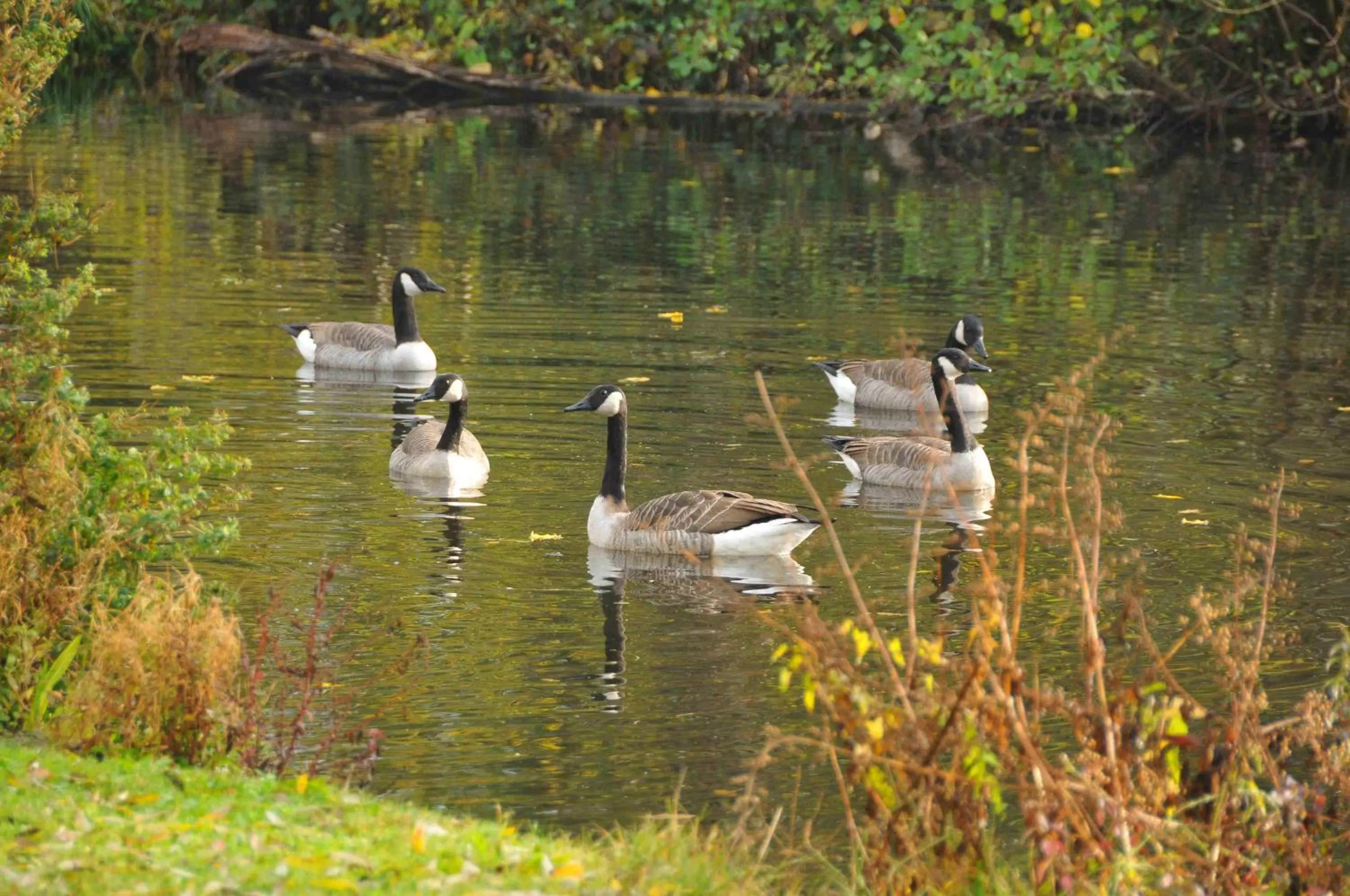Animals in Hôtel L'ile Du Saussay