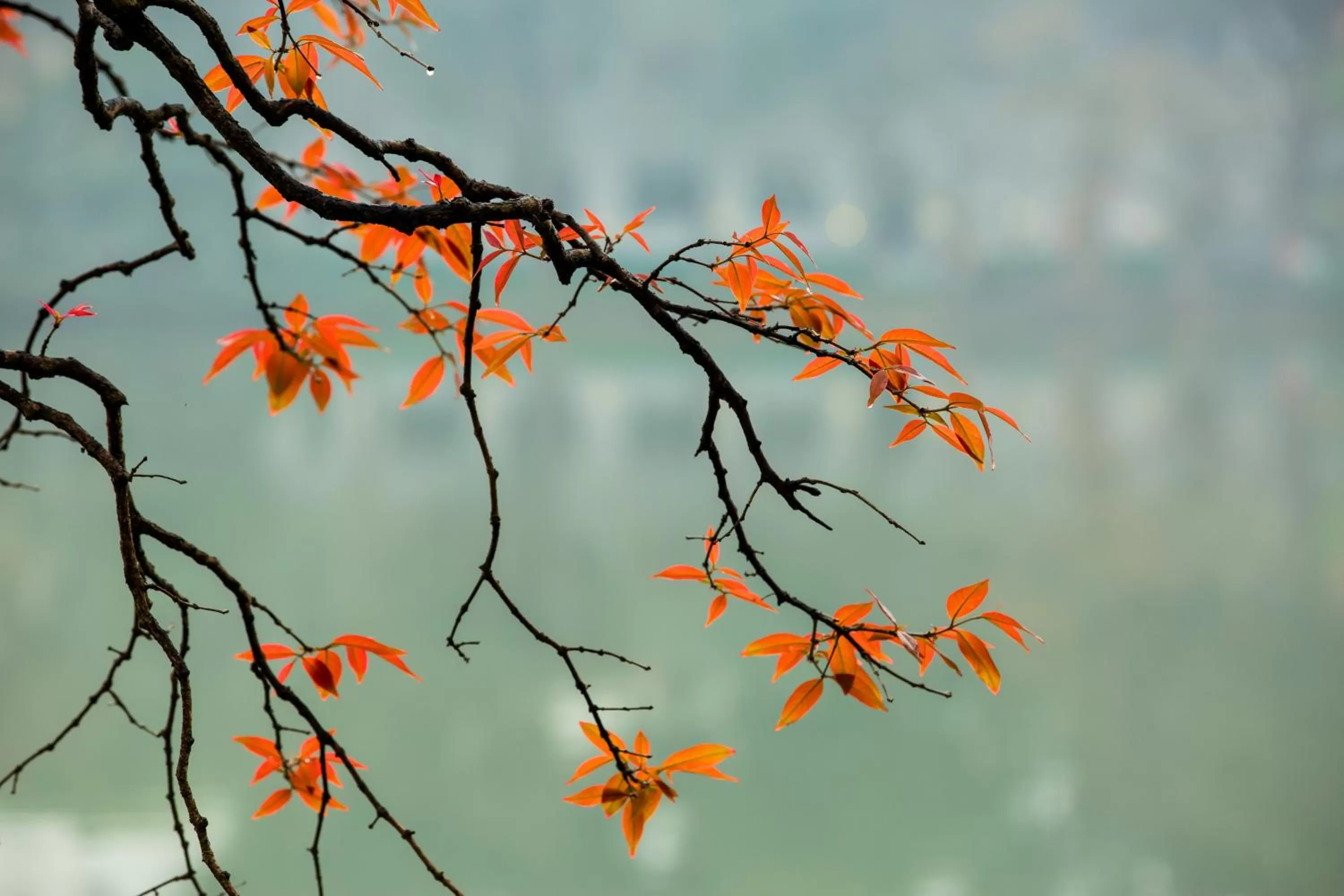 Autumn in Hanoi Center Silk Hotel & Travel