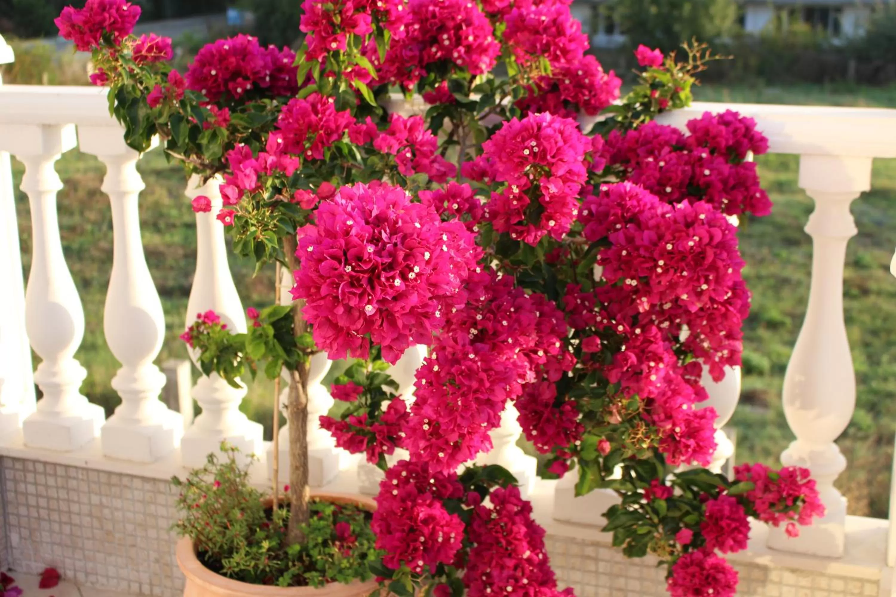 Balcony/Terrace in Villa Livia Boutique Apartments