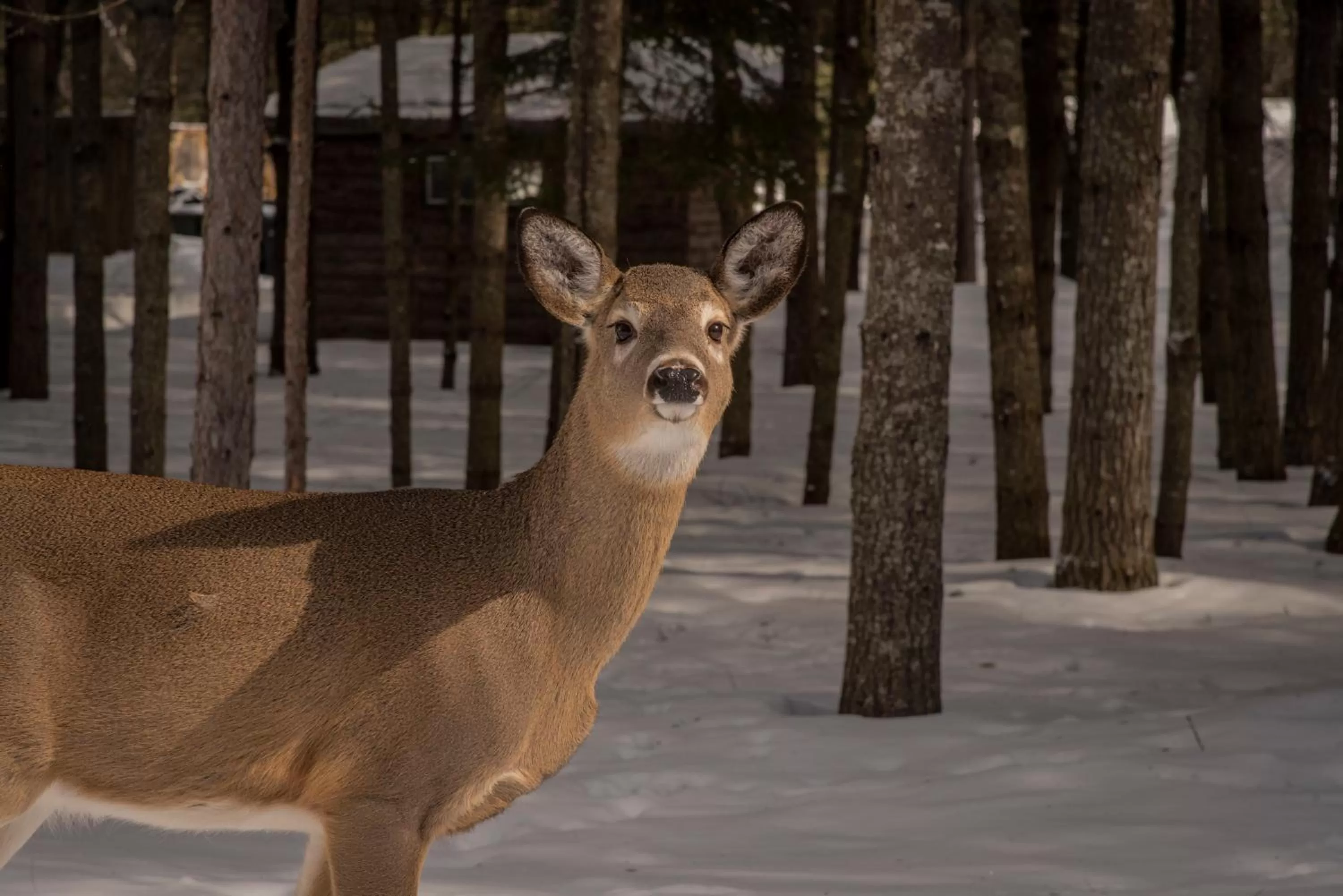 Auberge le Cosy Tremblant