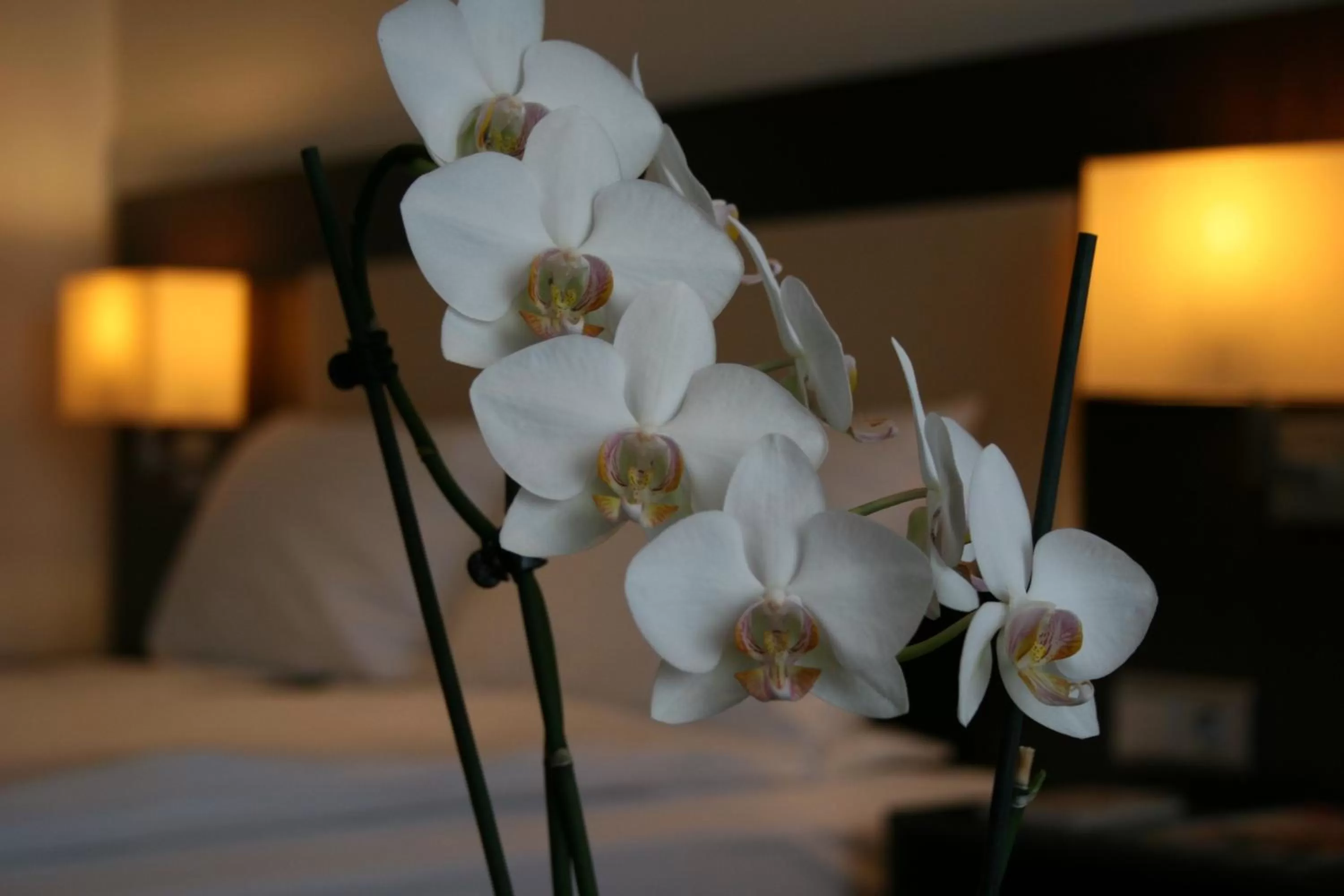 Decorative detail, Bed in Best Western Hotel Jena