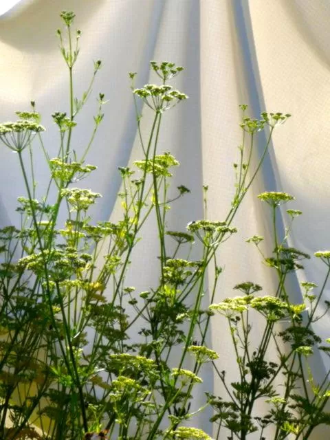Garden in Magnolia Petal