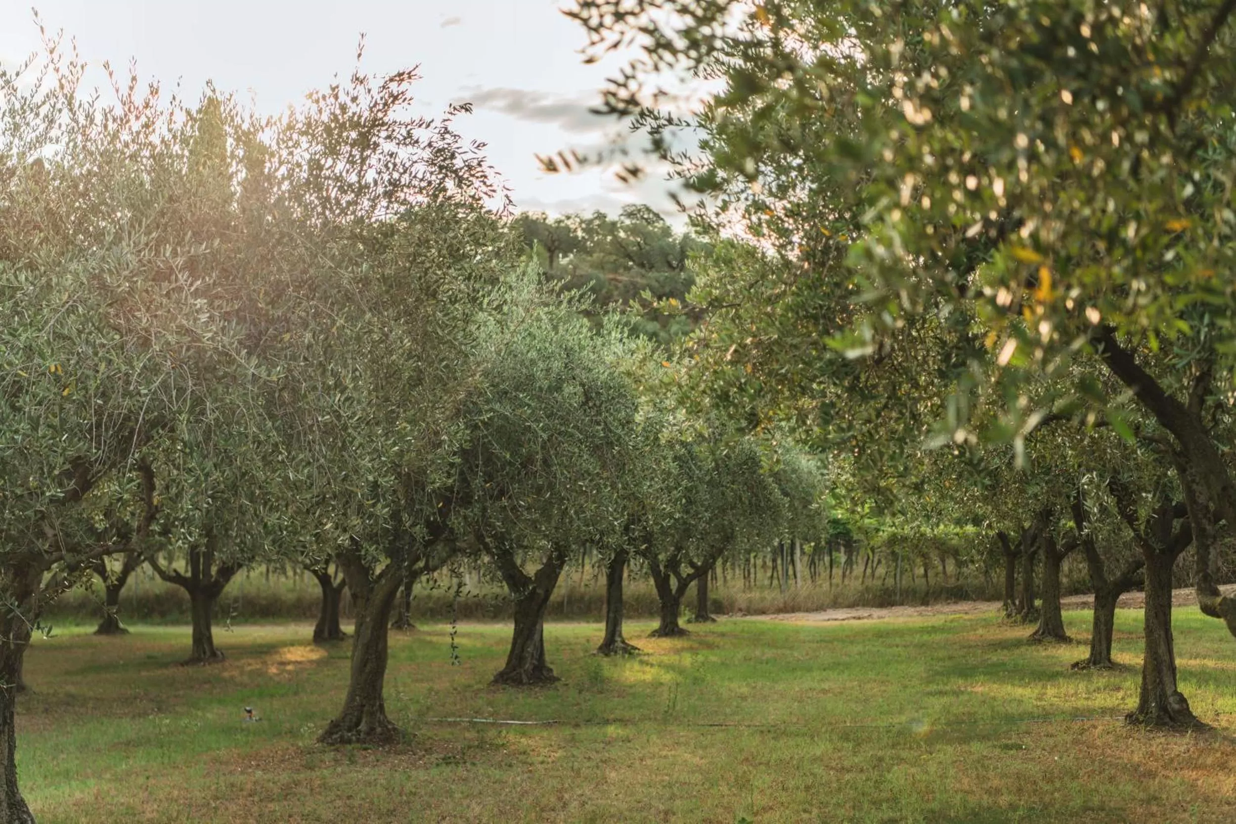 Natural landscape in Privilegium Lazise
