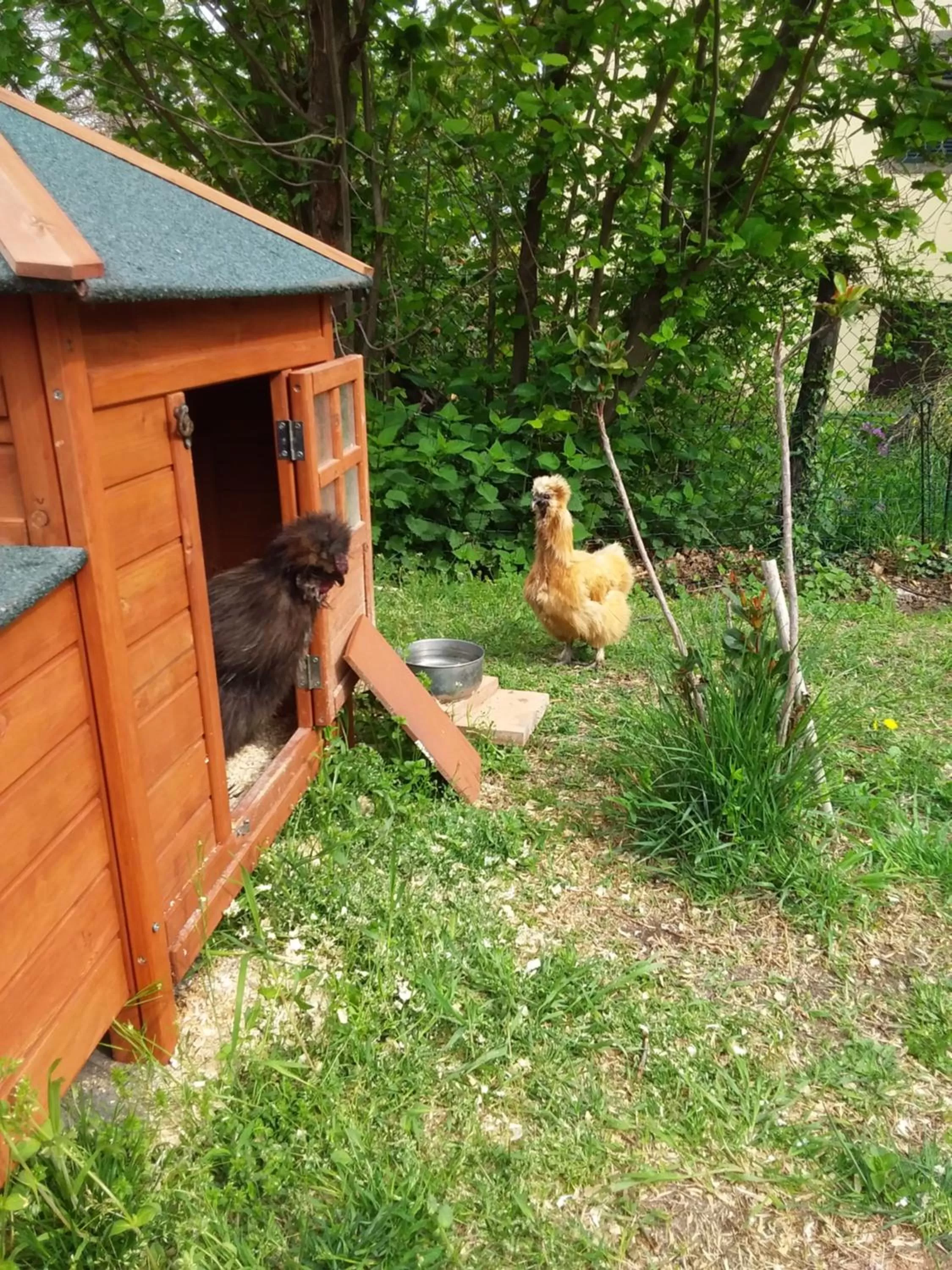 Pets in B&B Podere Legnotorto