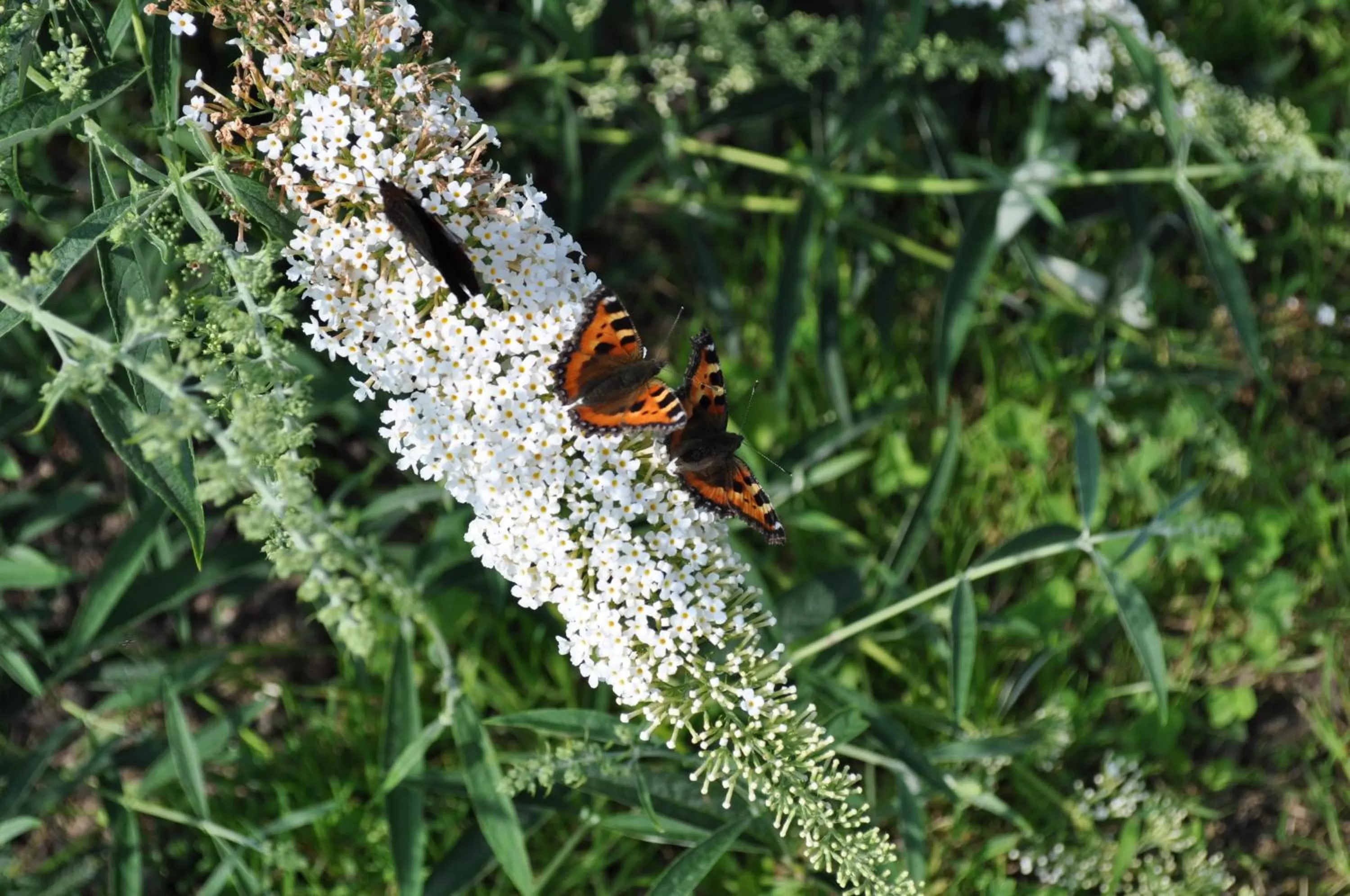 Garden in Koebenhovedskov Bed & Breakfast