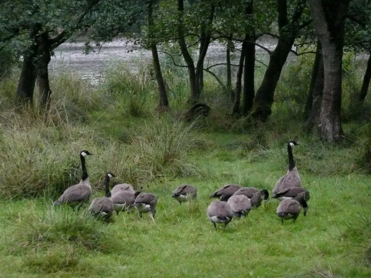 Natural landscape, Pets in De Wiede Blik