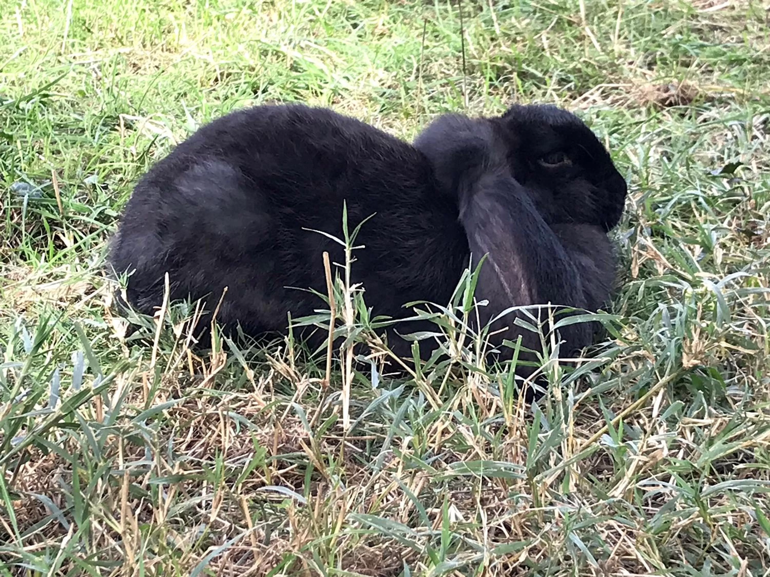 Other Animals in Chez Gustave & Compagnie