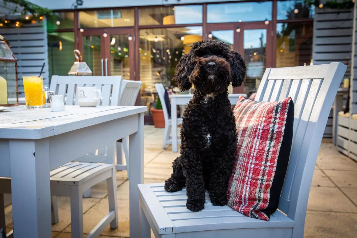 Pets in Bruntsfield Hotel