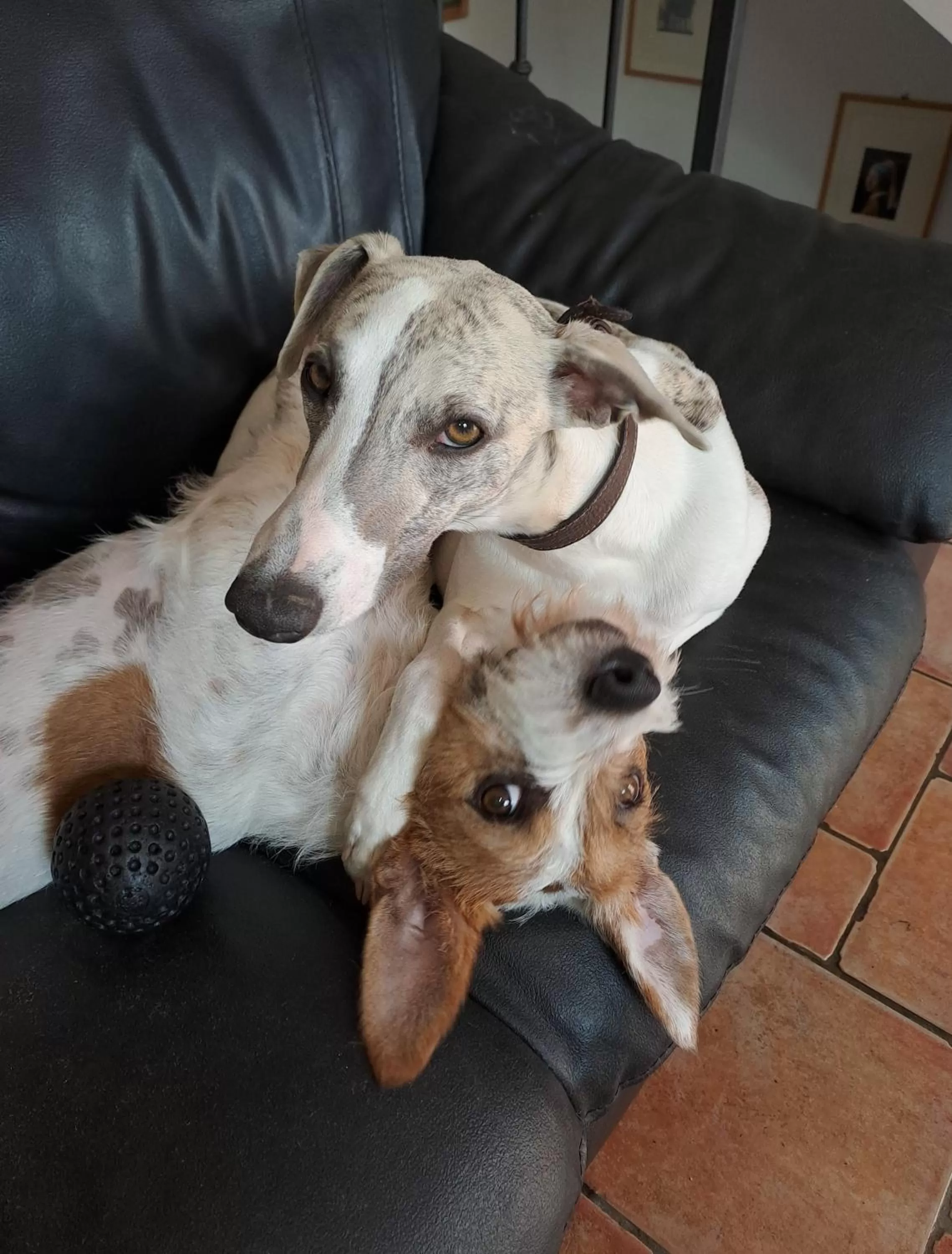 Animals in B&b Villa C'era Una Volta