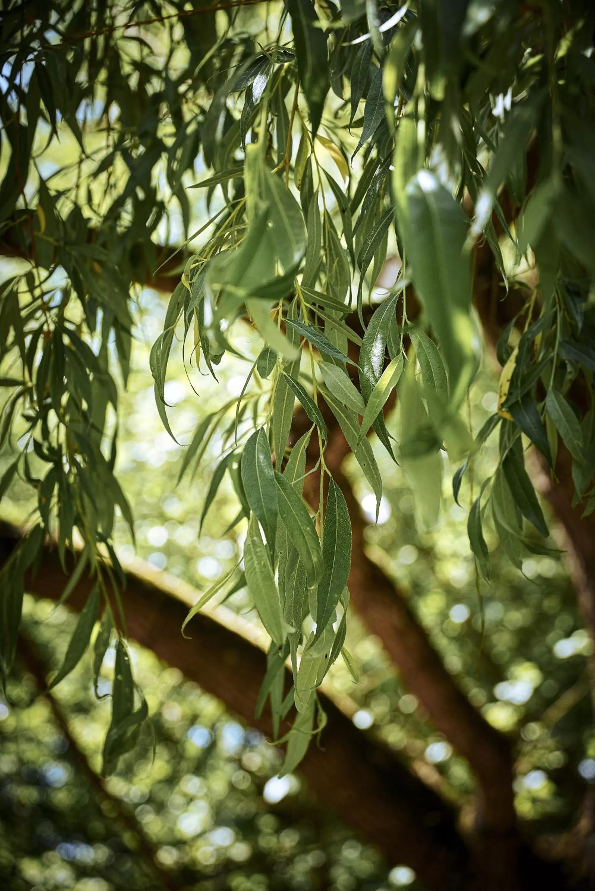 Natural landscape in Logis Bagatelle - 51530 Dizy