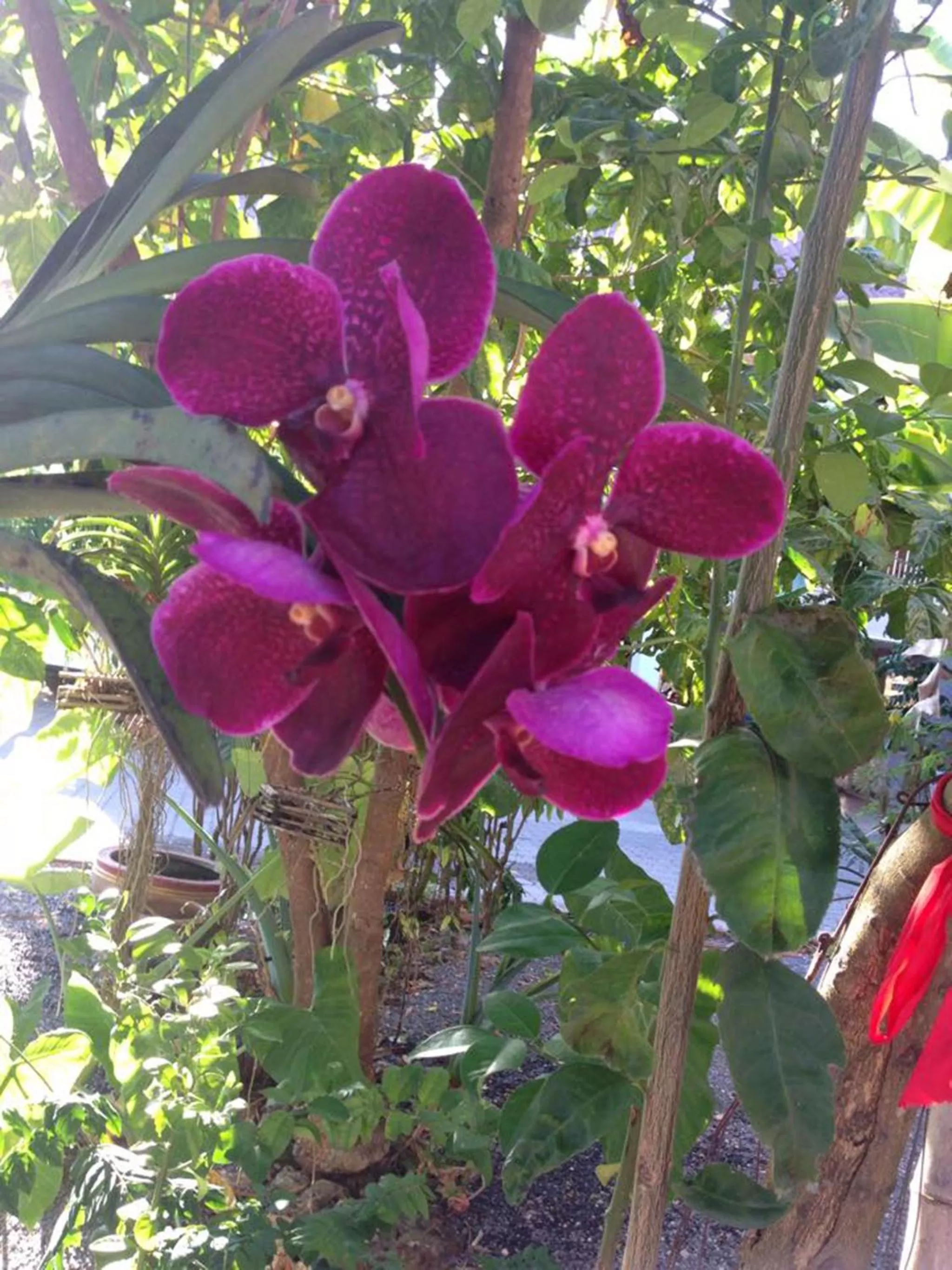 On site in Chuanchom Resort