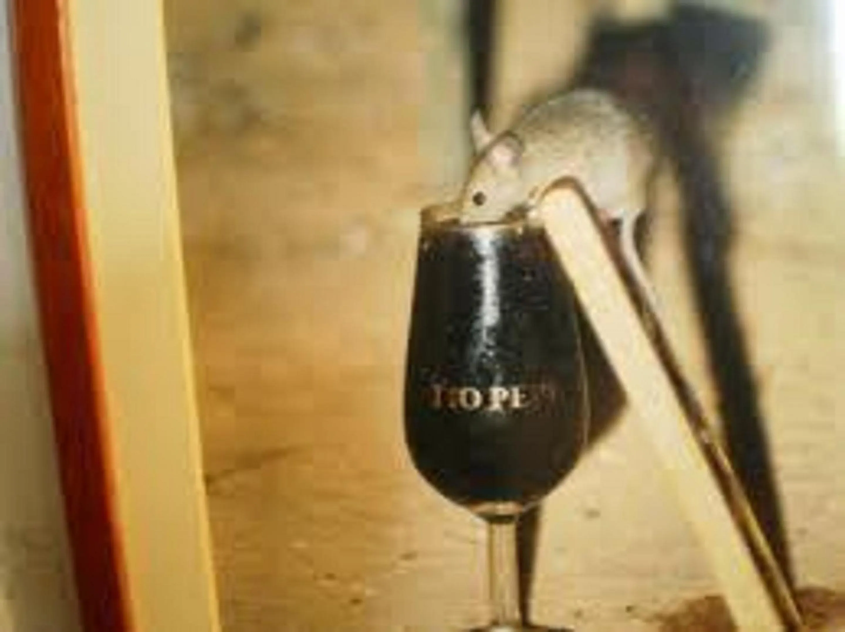 Activities in Hotel Nova Centro