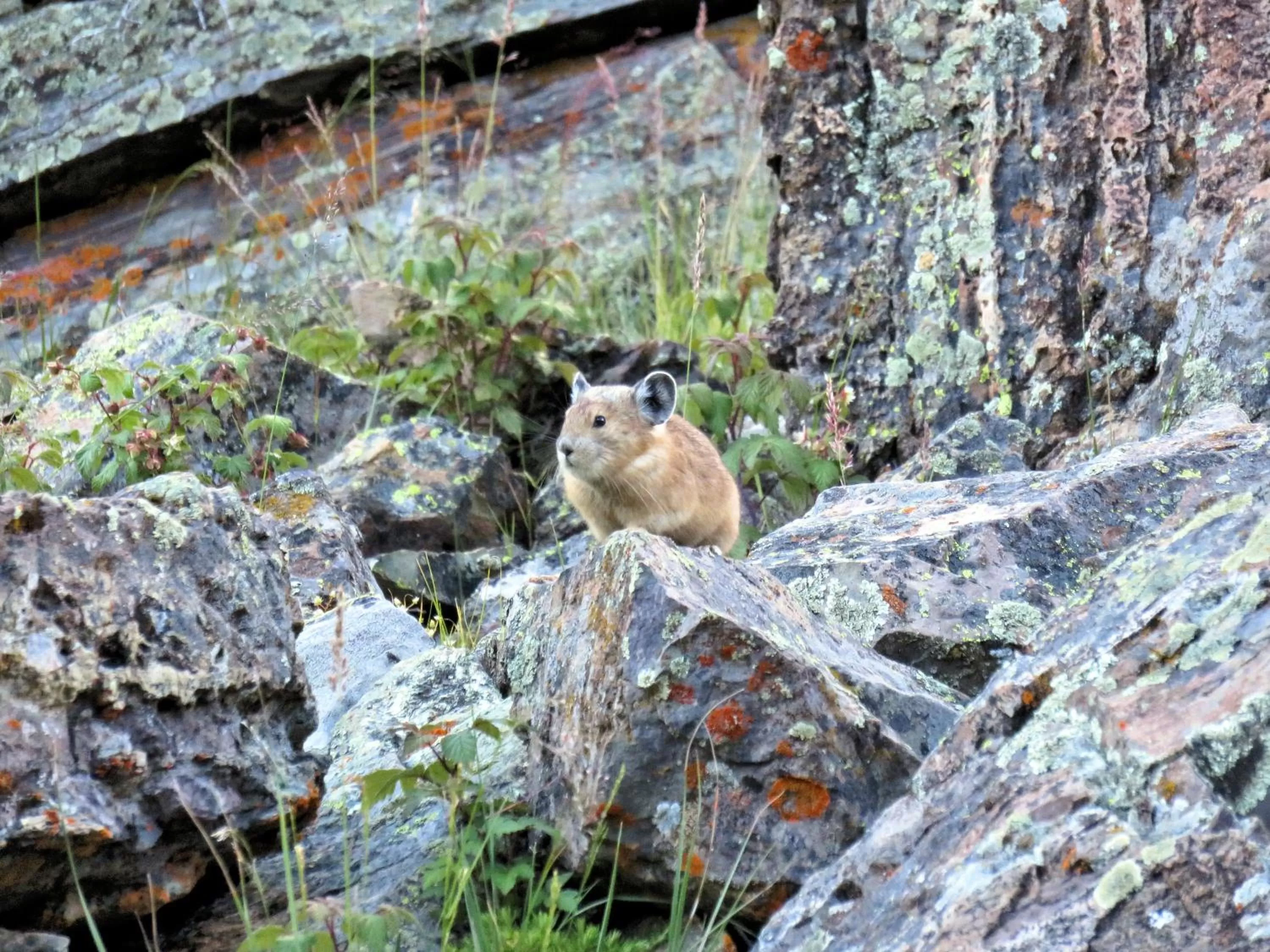 Off site, Other Animals in Mein Haus Bed & Breakfast