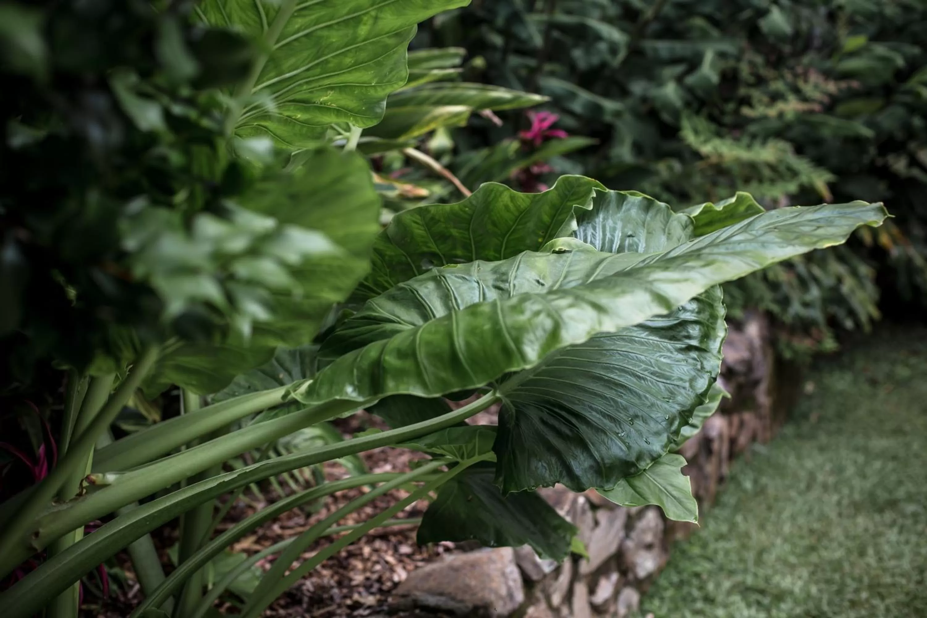 Other in Tall Trees Motel Mountain Retreat