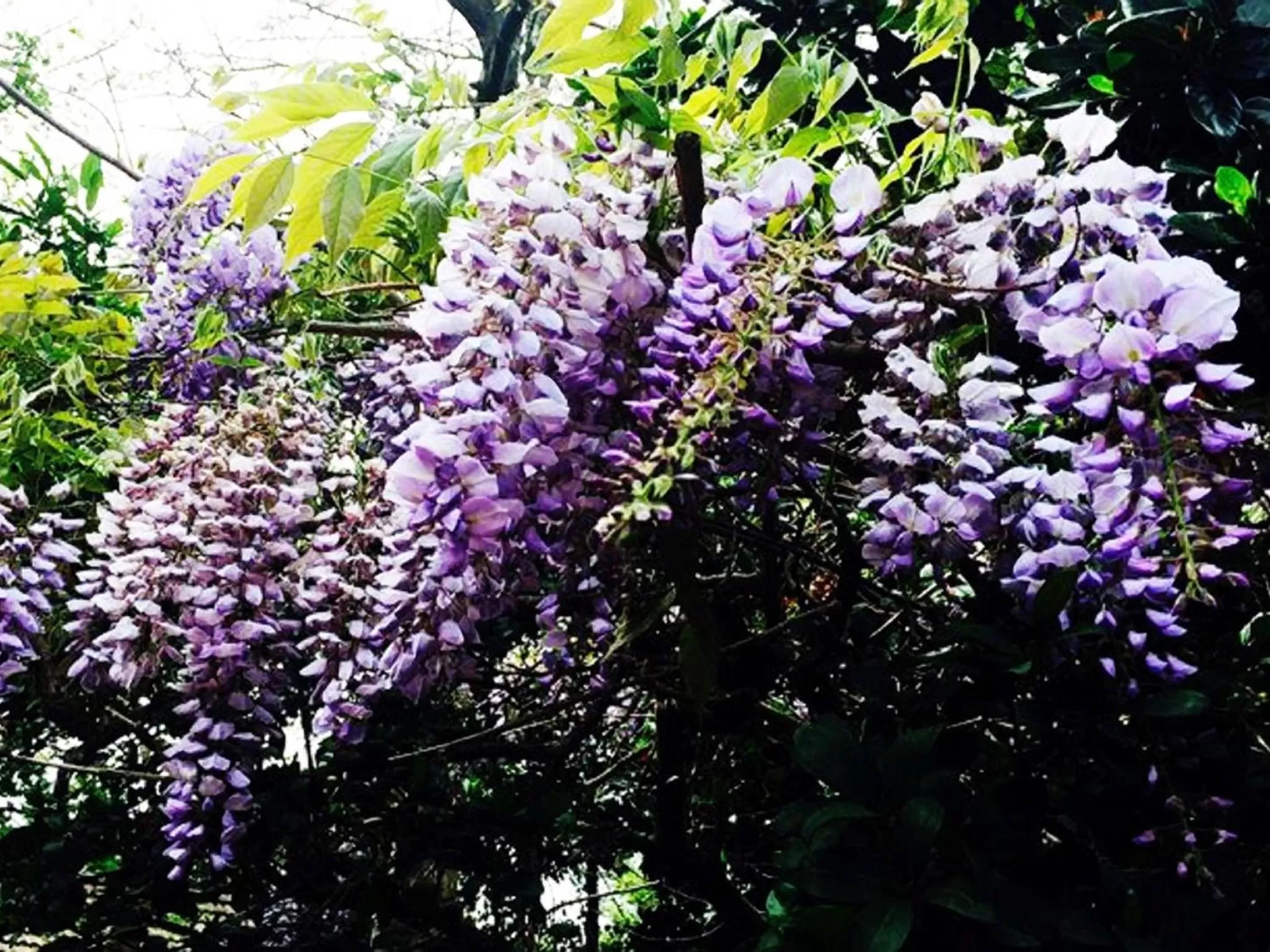 Decorative detail in Craighall Garden Guest House