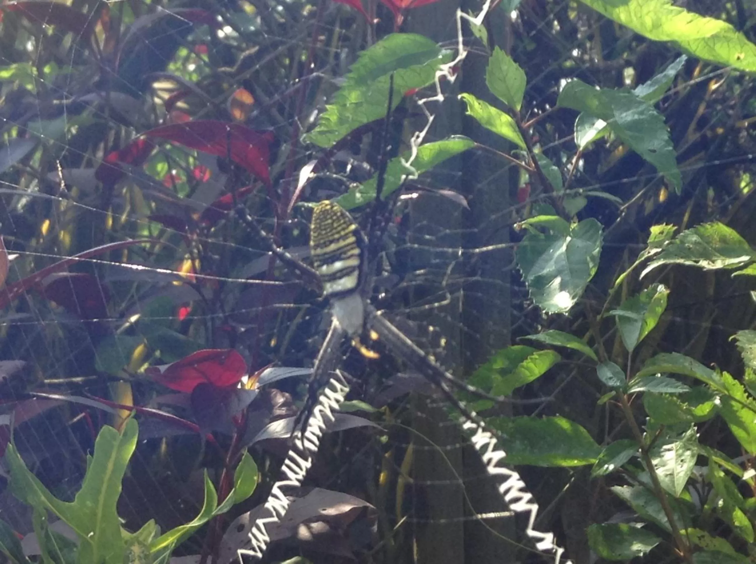 Garden in Balay Tuko Garden Inn