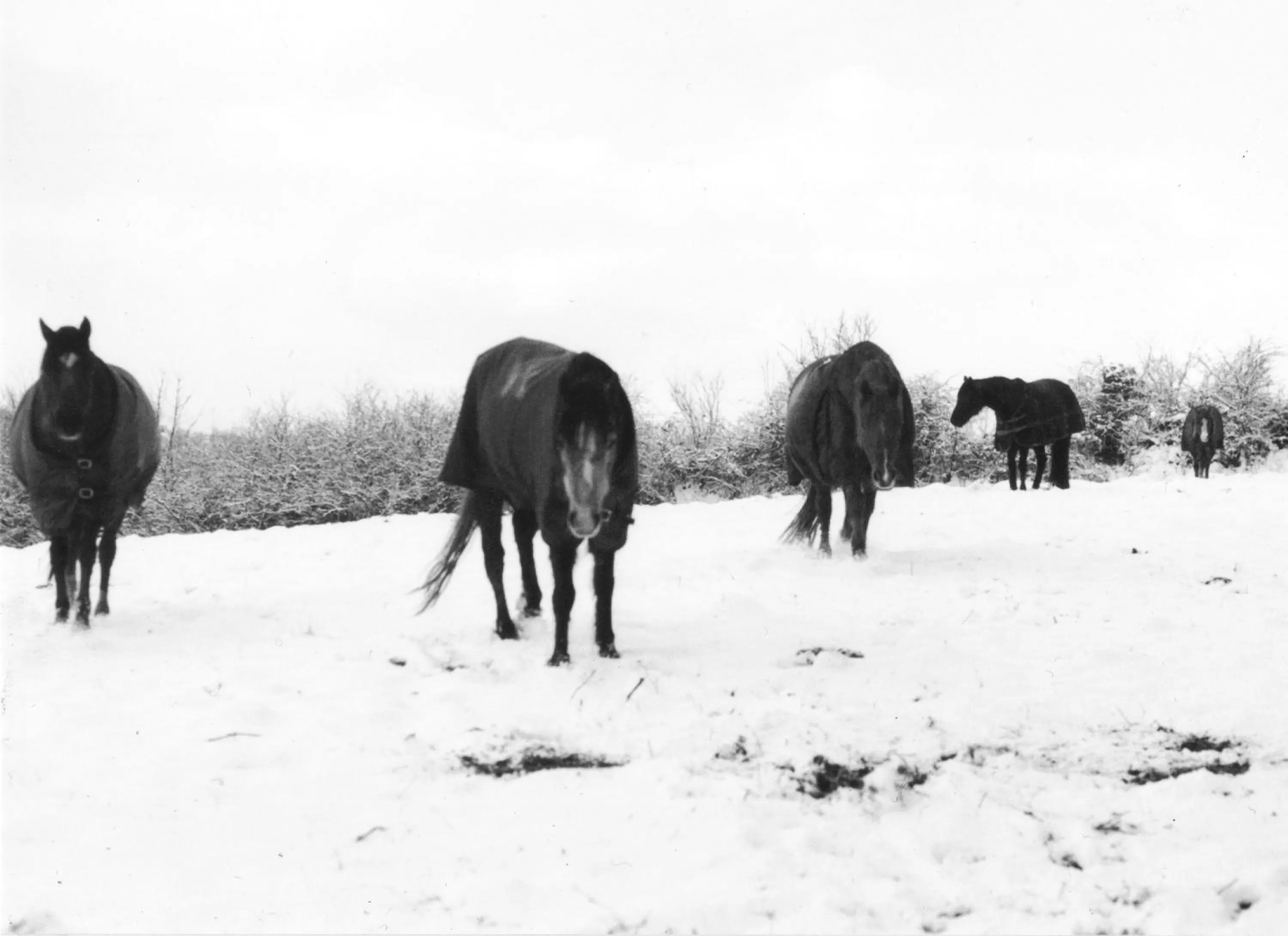 Natural landscape in Bryncoch