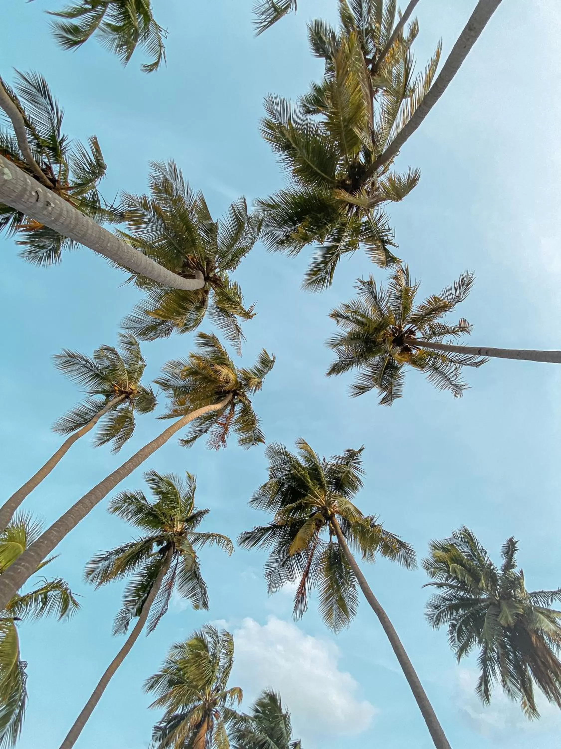 Beach in 108 Palms Beach Resort