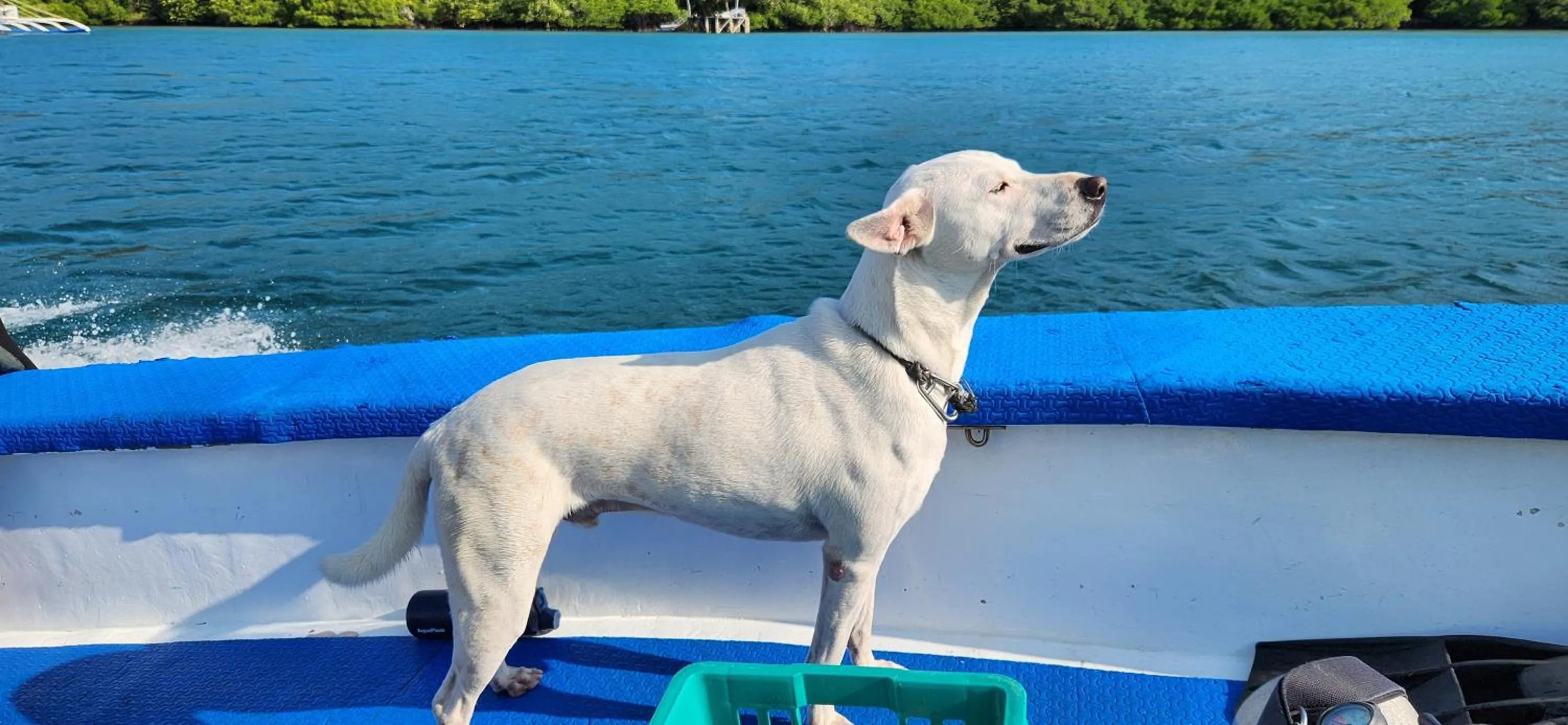 Animals in Edgewater Dive & Spa Resort