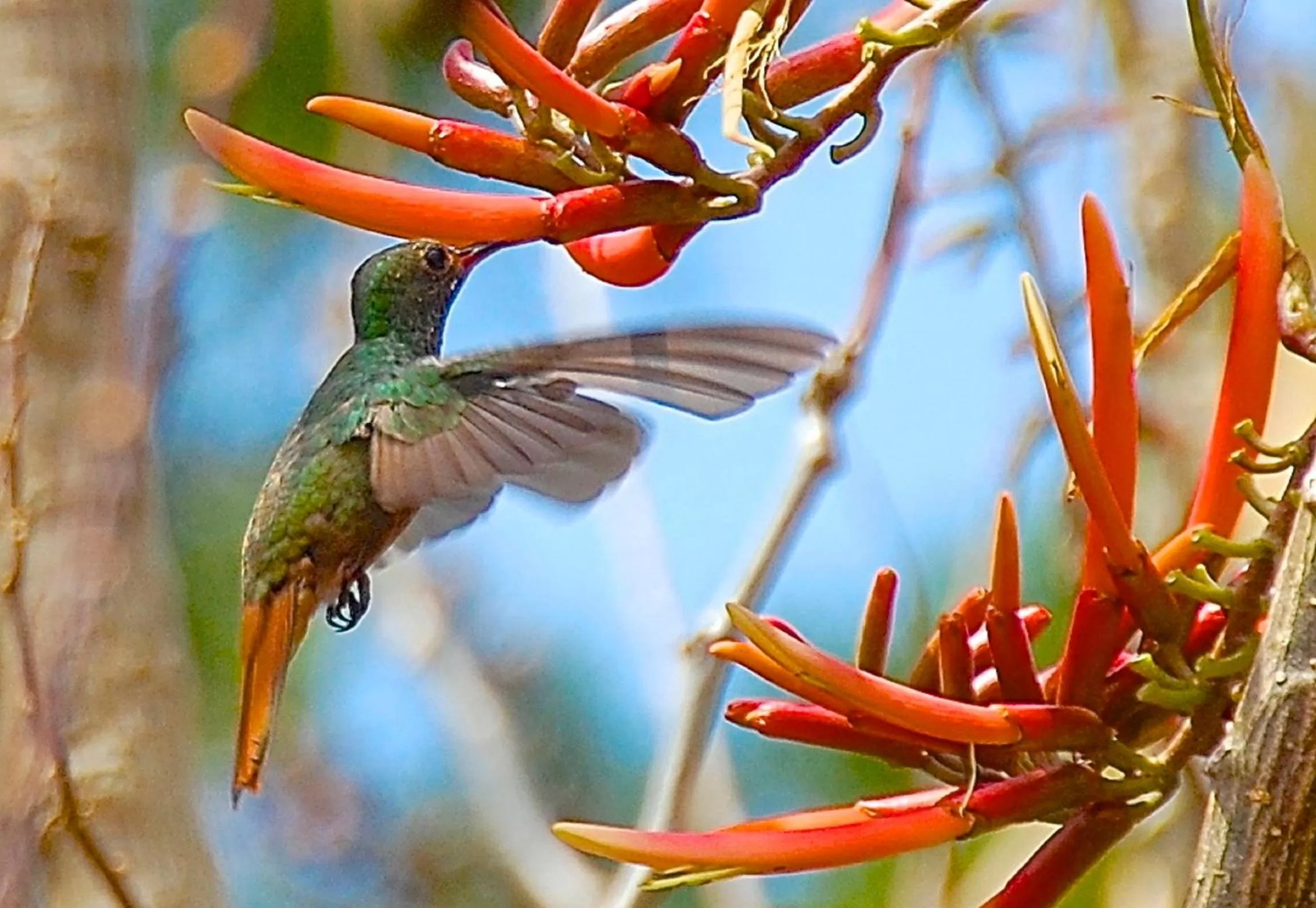 Day in Boquete Garden Inn