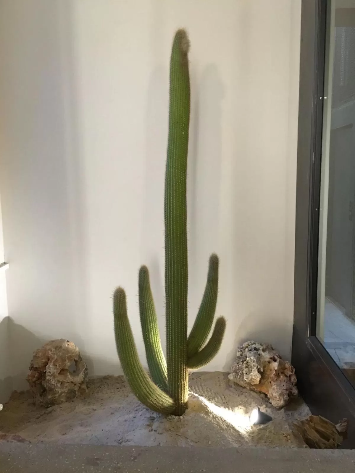 Decorative detail in Vibe Nazionale