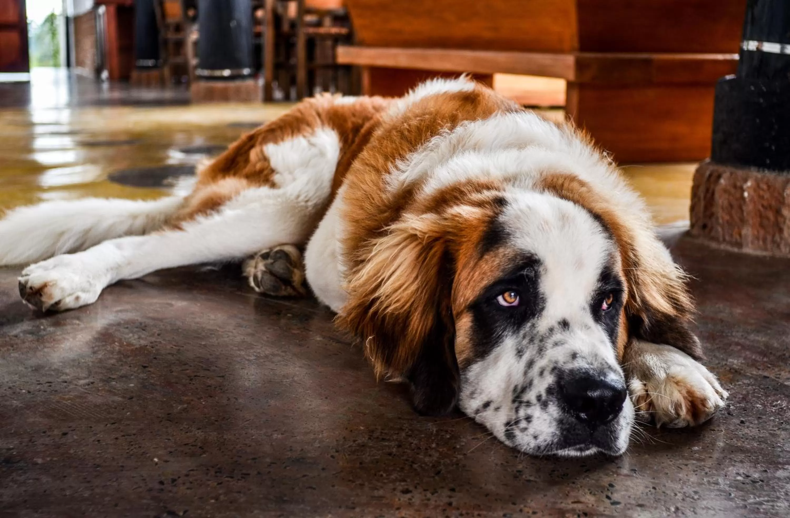 Pets in Coffee Tree Boutique Hostel