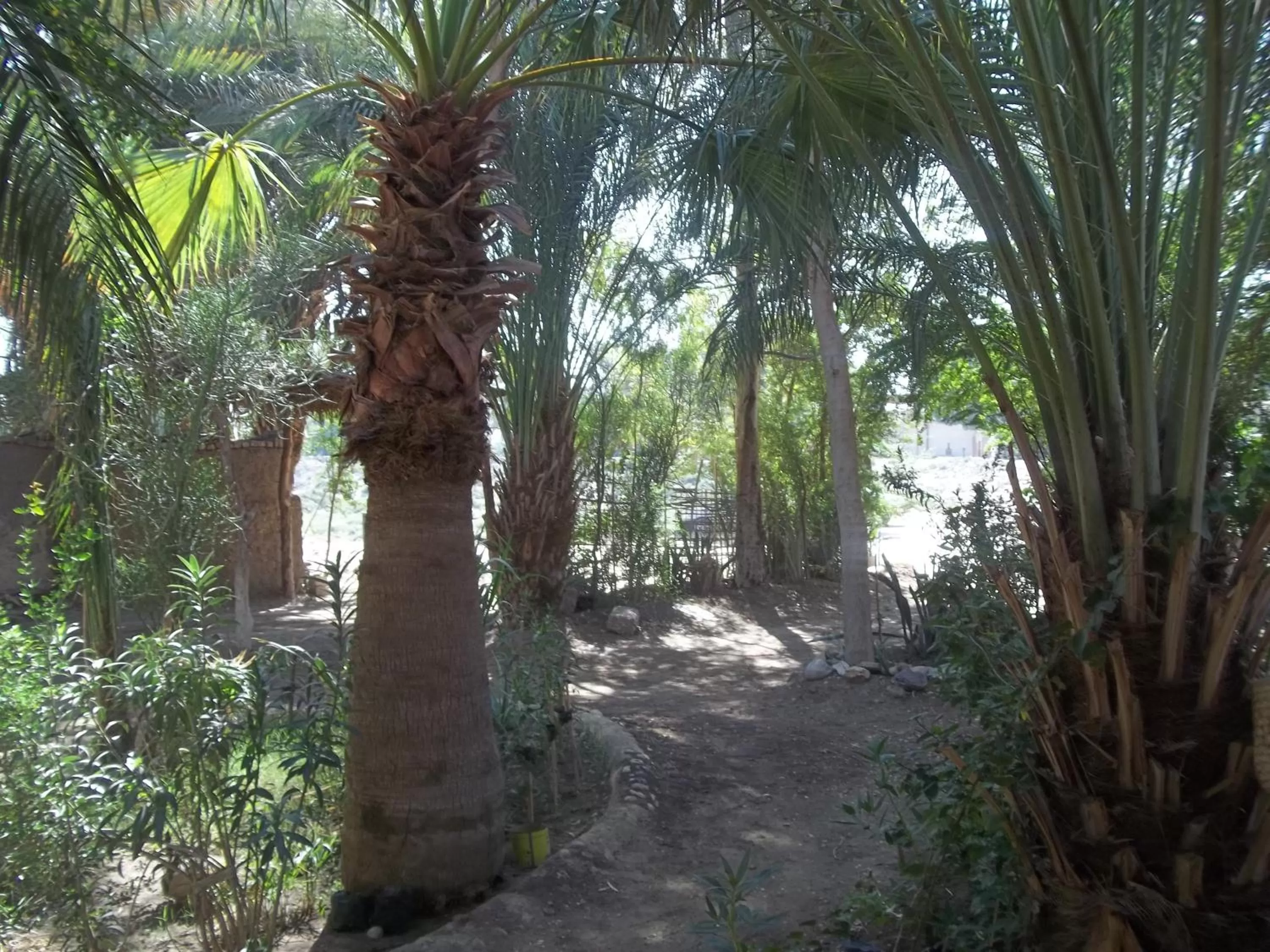 Garden in Nour El Gourna