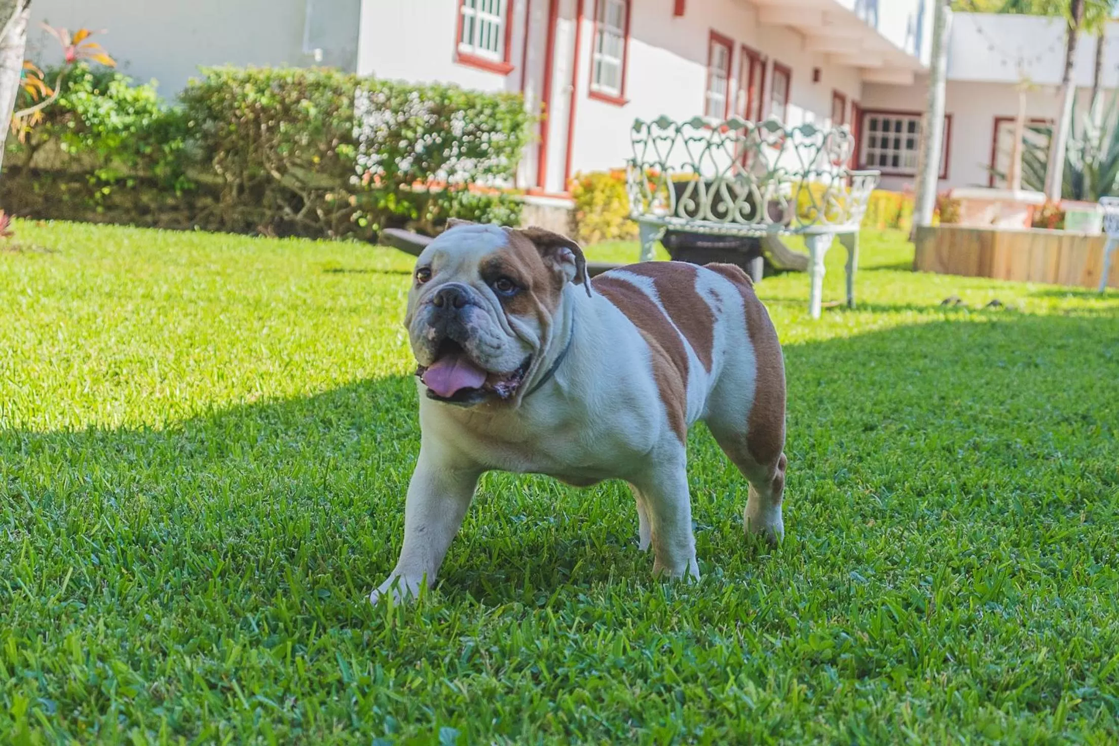 Pets in Hotel Lagoon - Pet Friendly