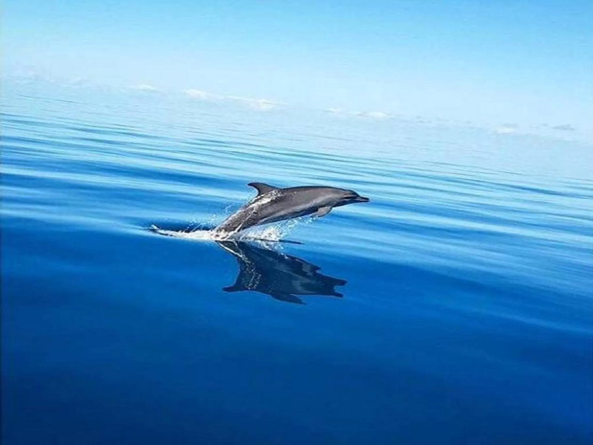 Animals in Torquay Terrace Bed & Breakfast