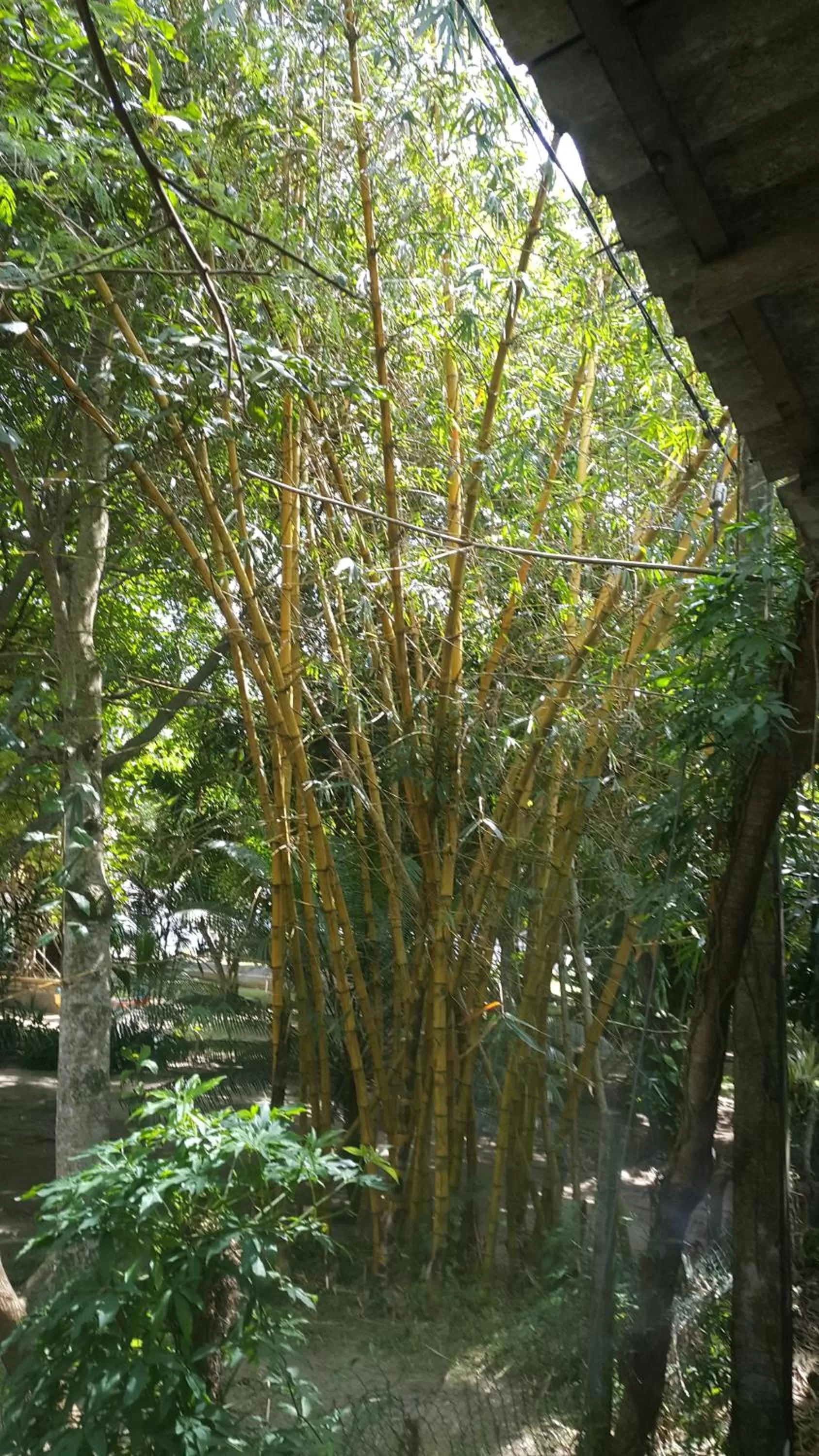 Garden view in Green Almond Hotel