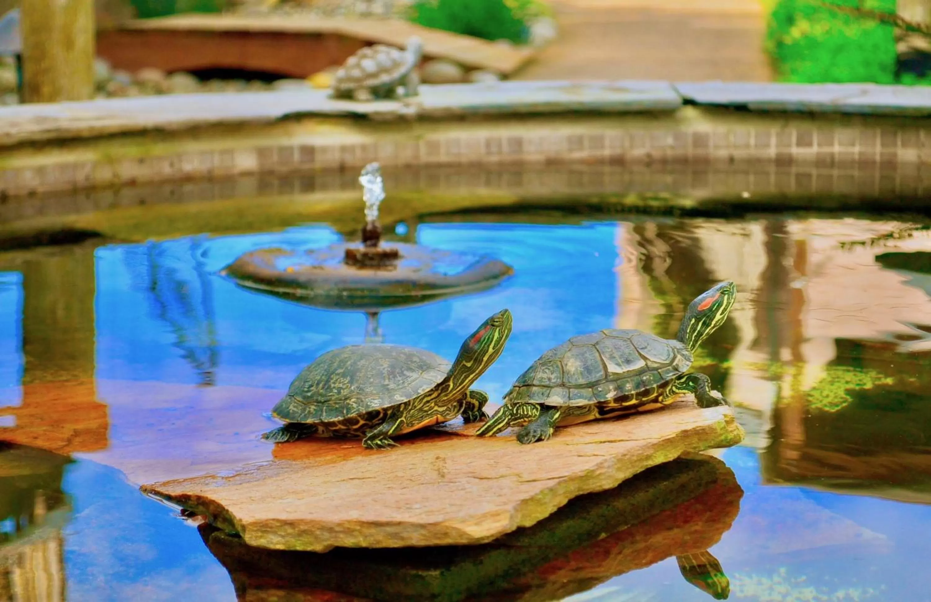 Garden in Captain's Inn at Moss Landing