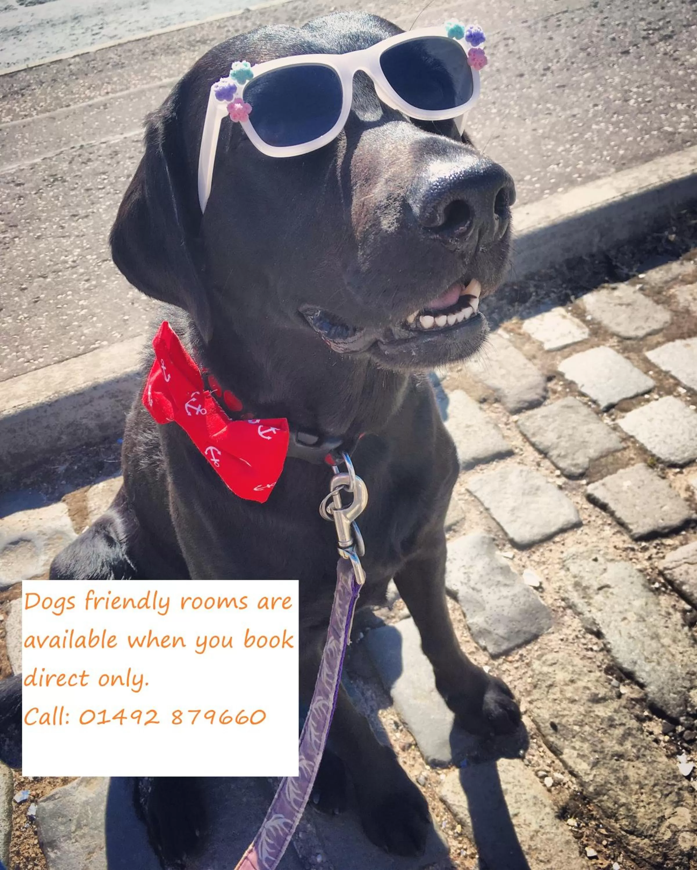 Pets in The Shelbourne